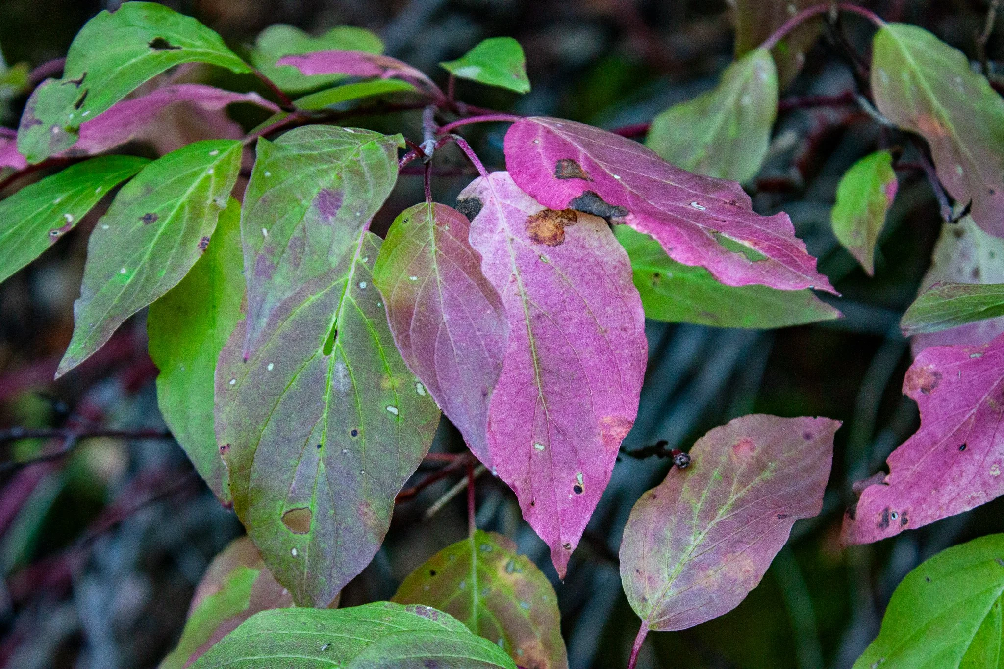Dogwood