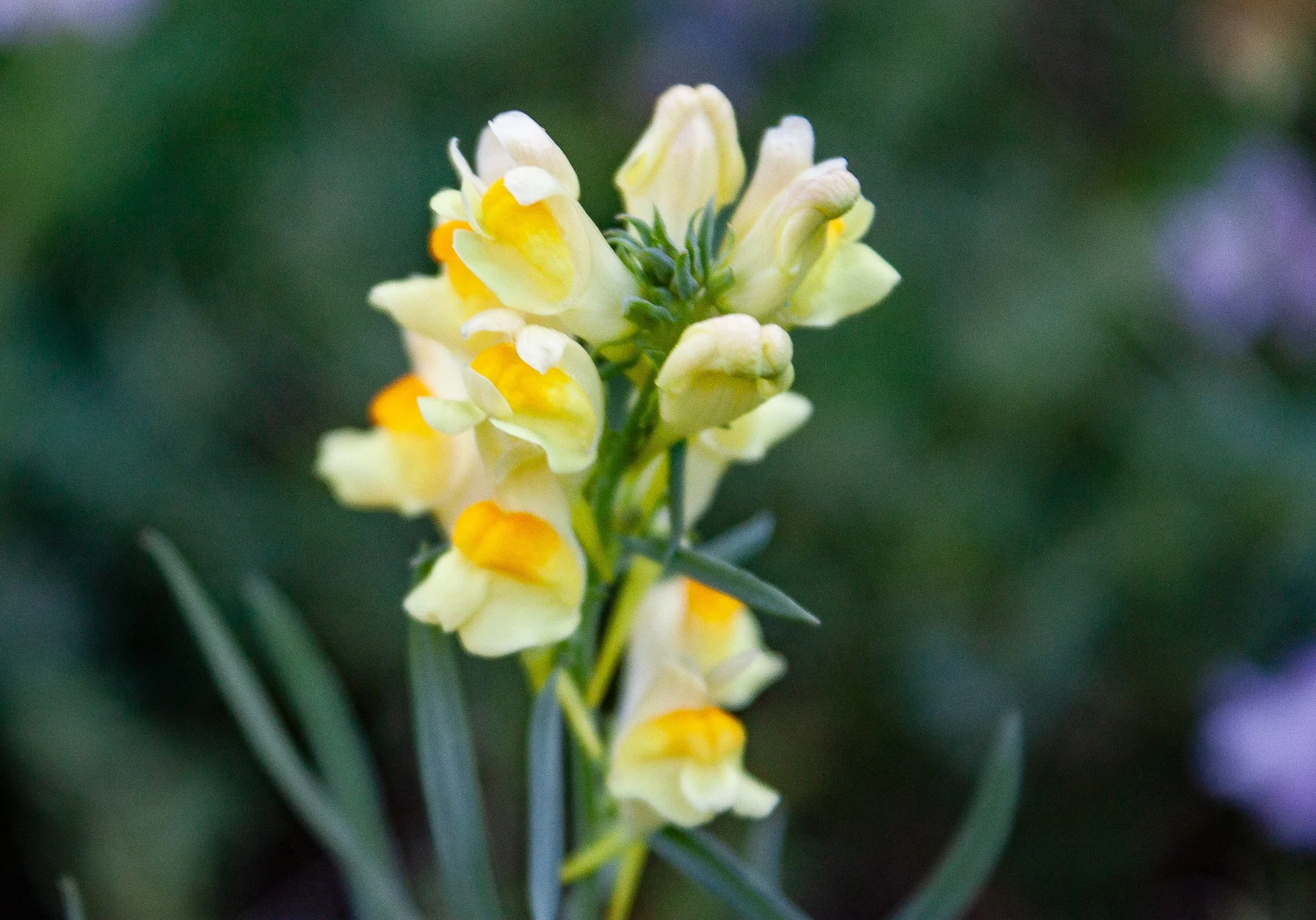 Common Toadflax