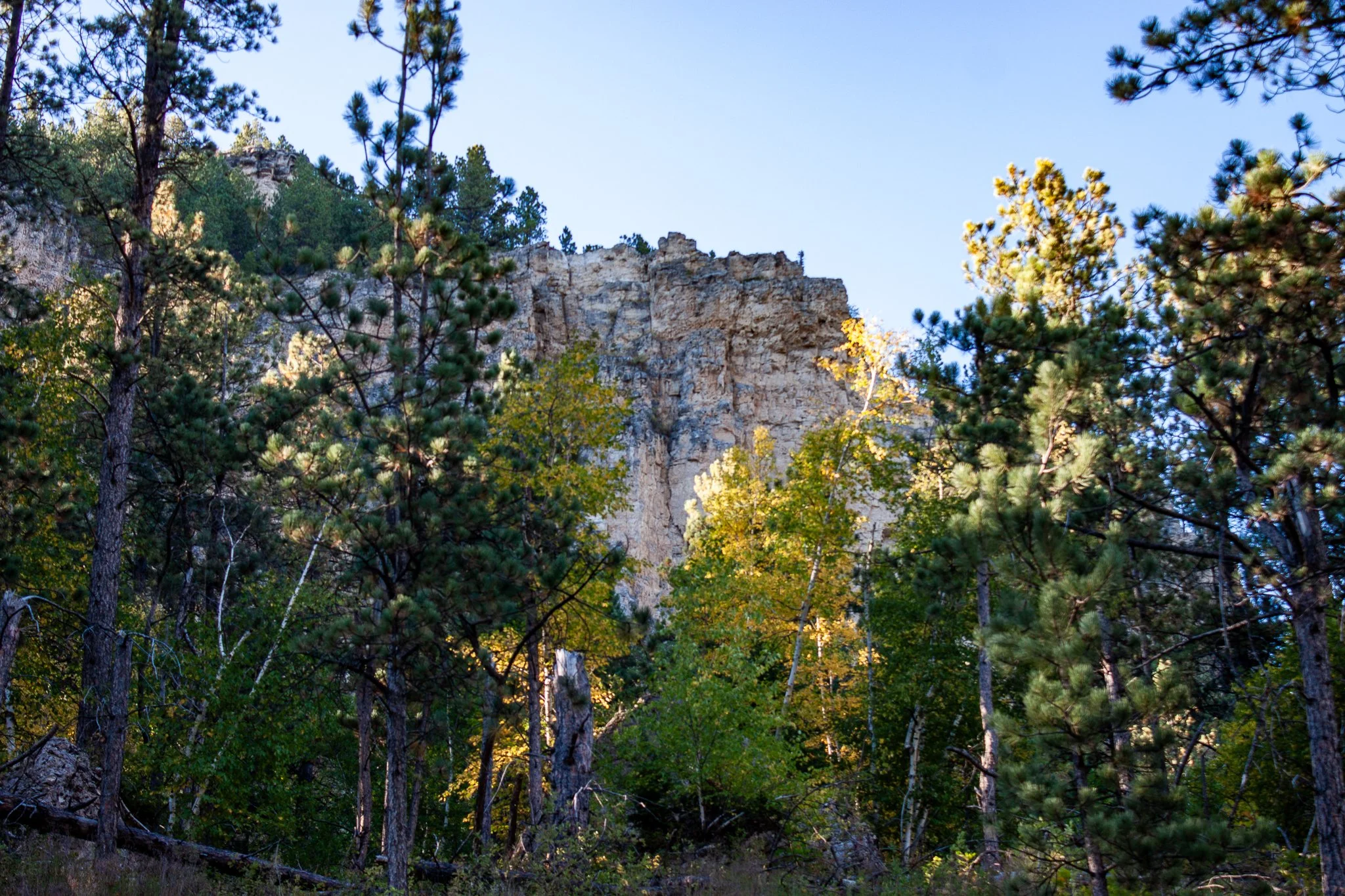 Quaking Aspen Near 76 Trail