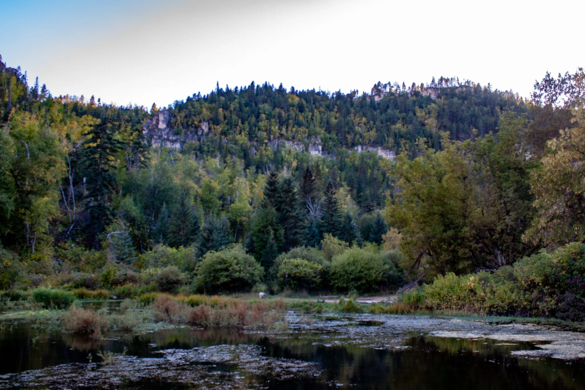 Near Roughlock Falls Trail