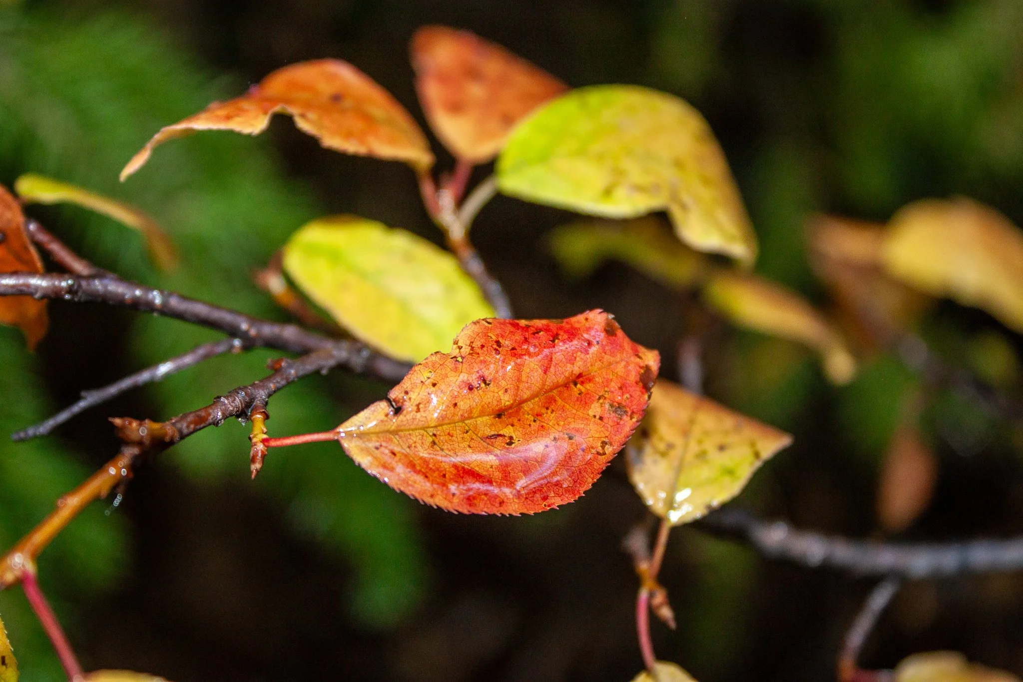 Chokecherry