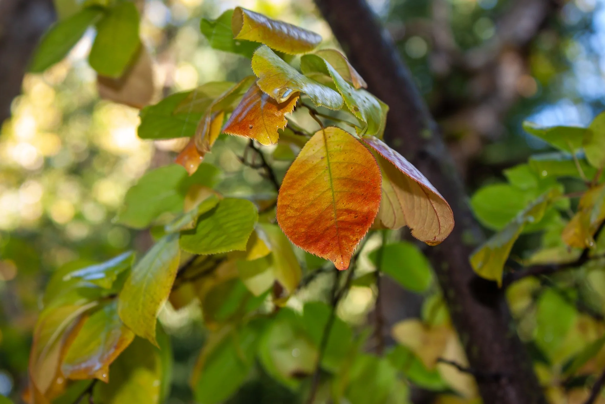 Shiny Cotoneaster