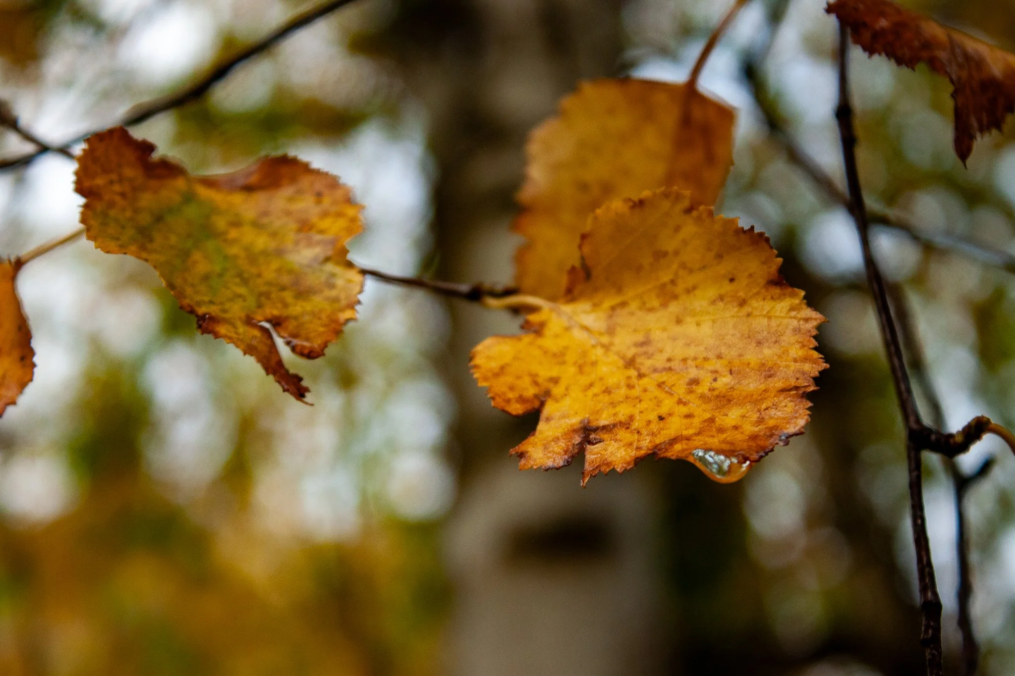Birch
