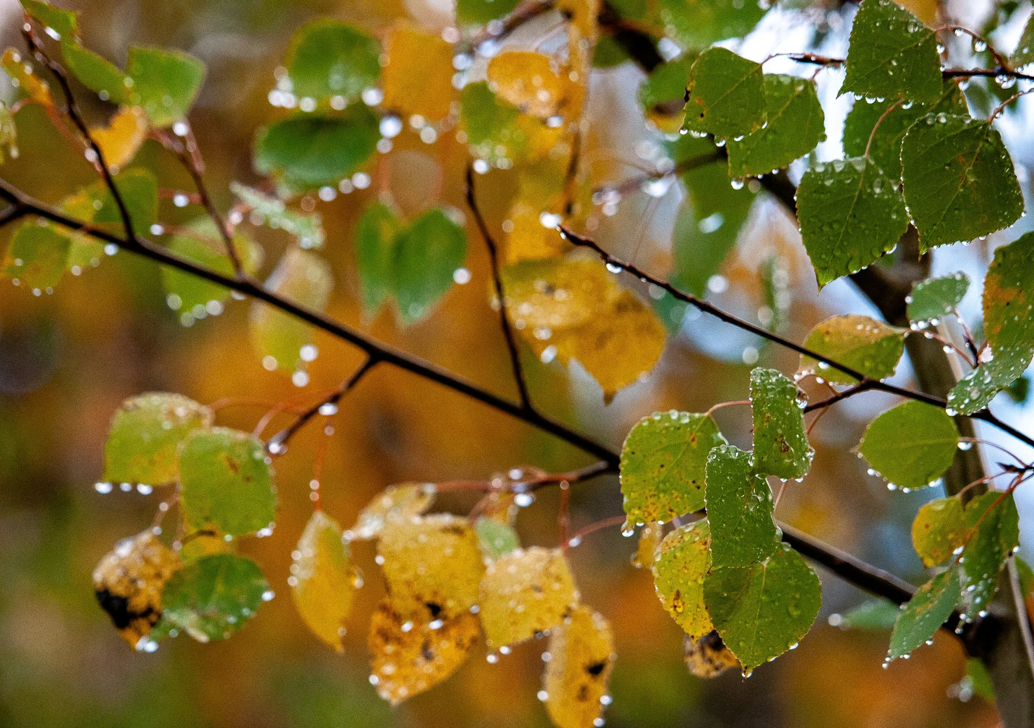 Quaking Aspen