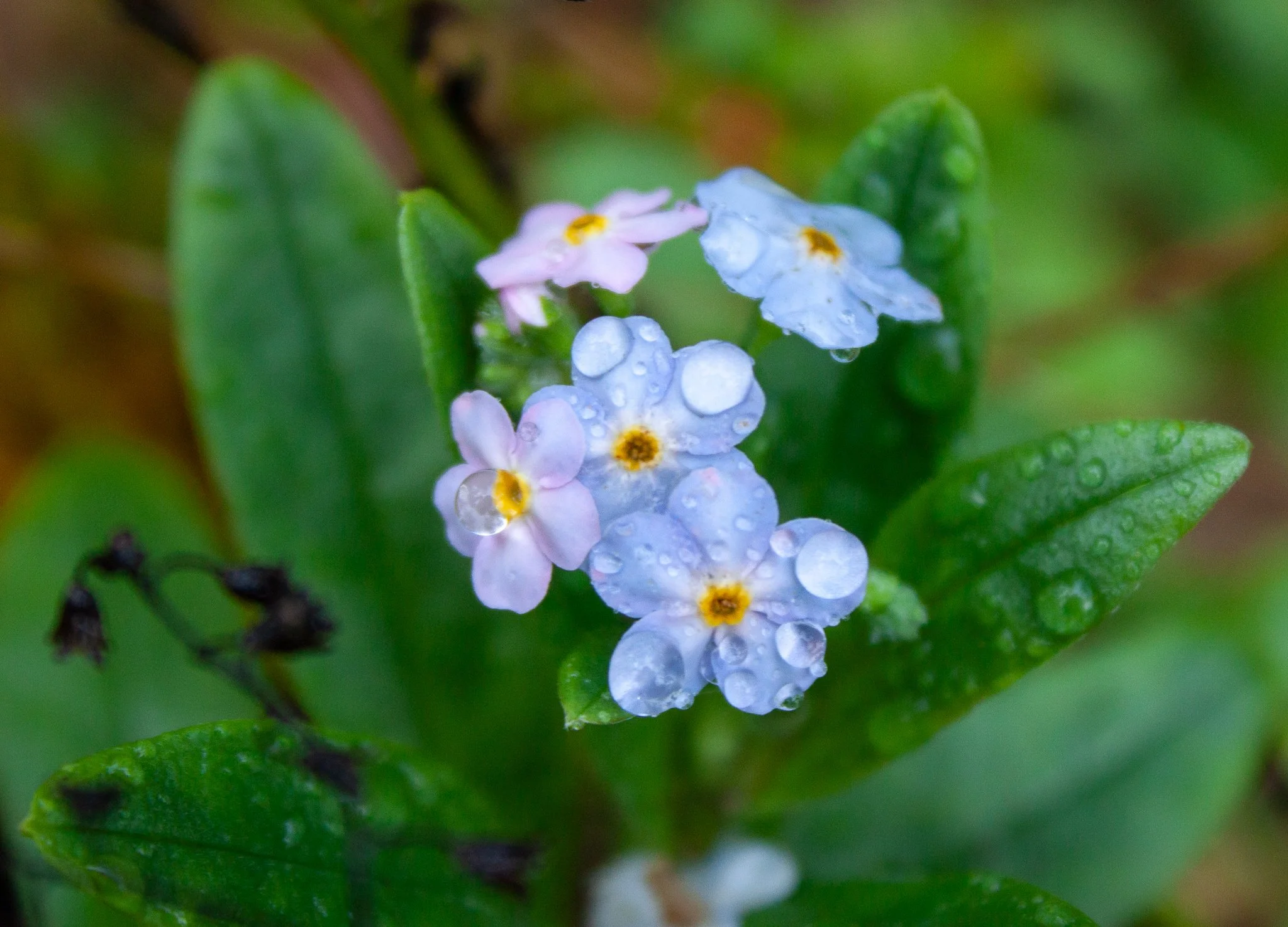 Forget Me Nots