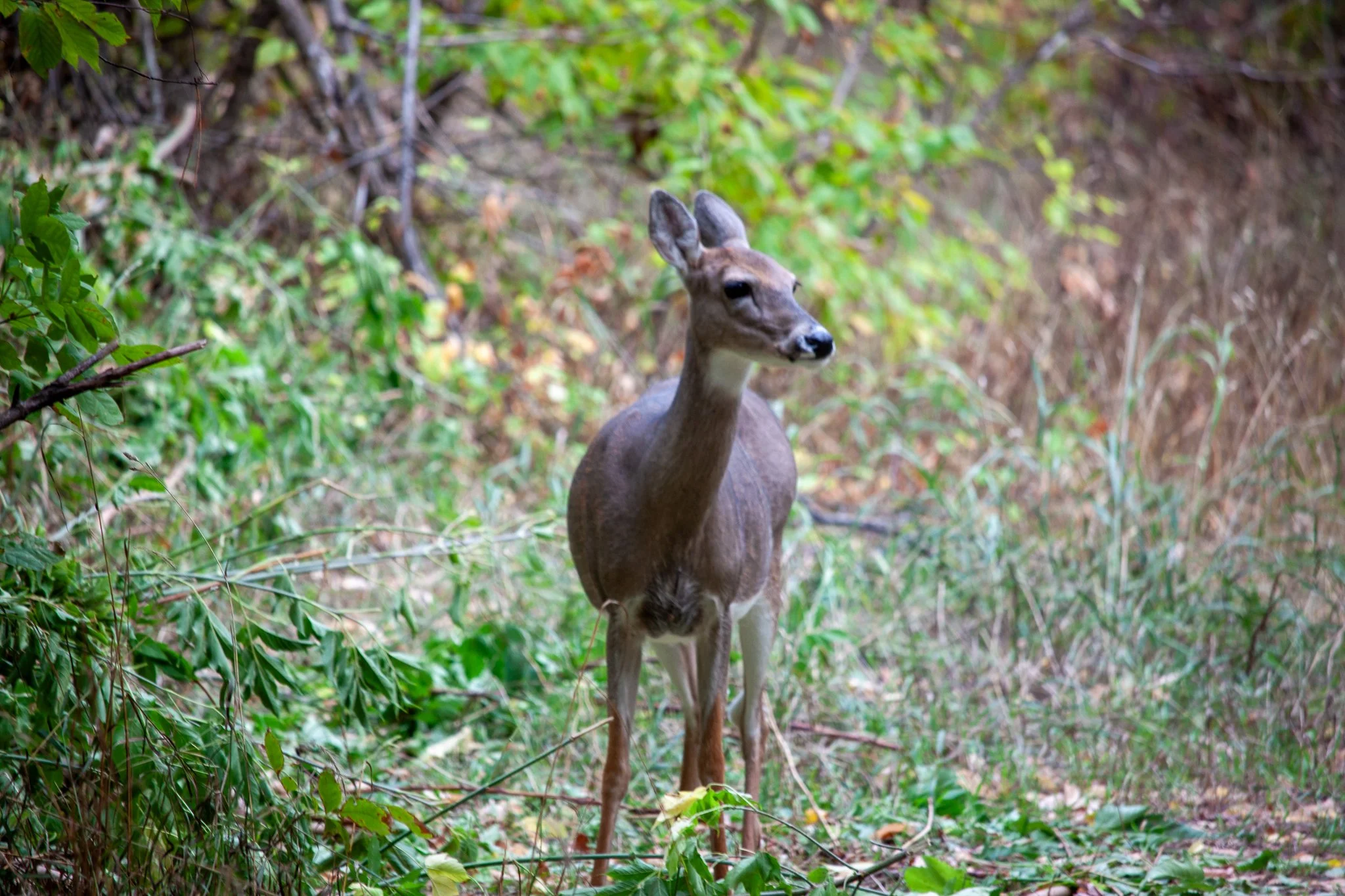 Deer in a grove