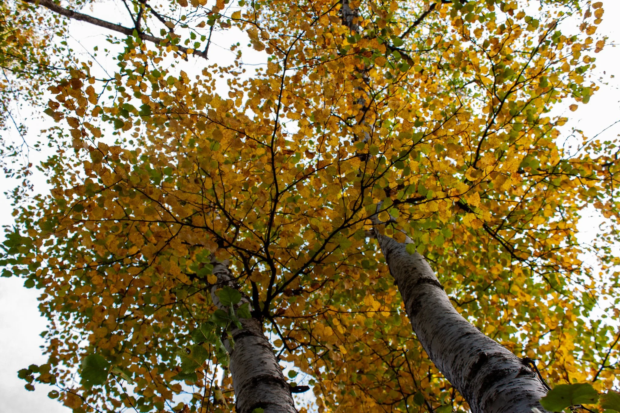 Birch