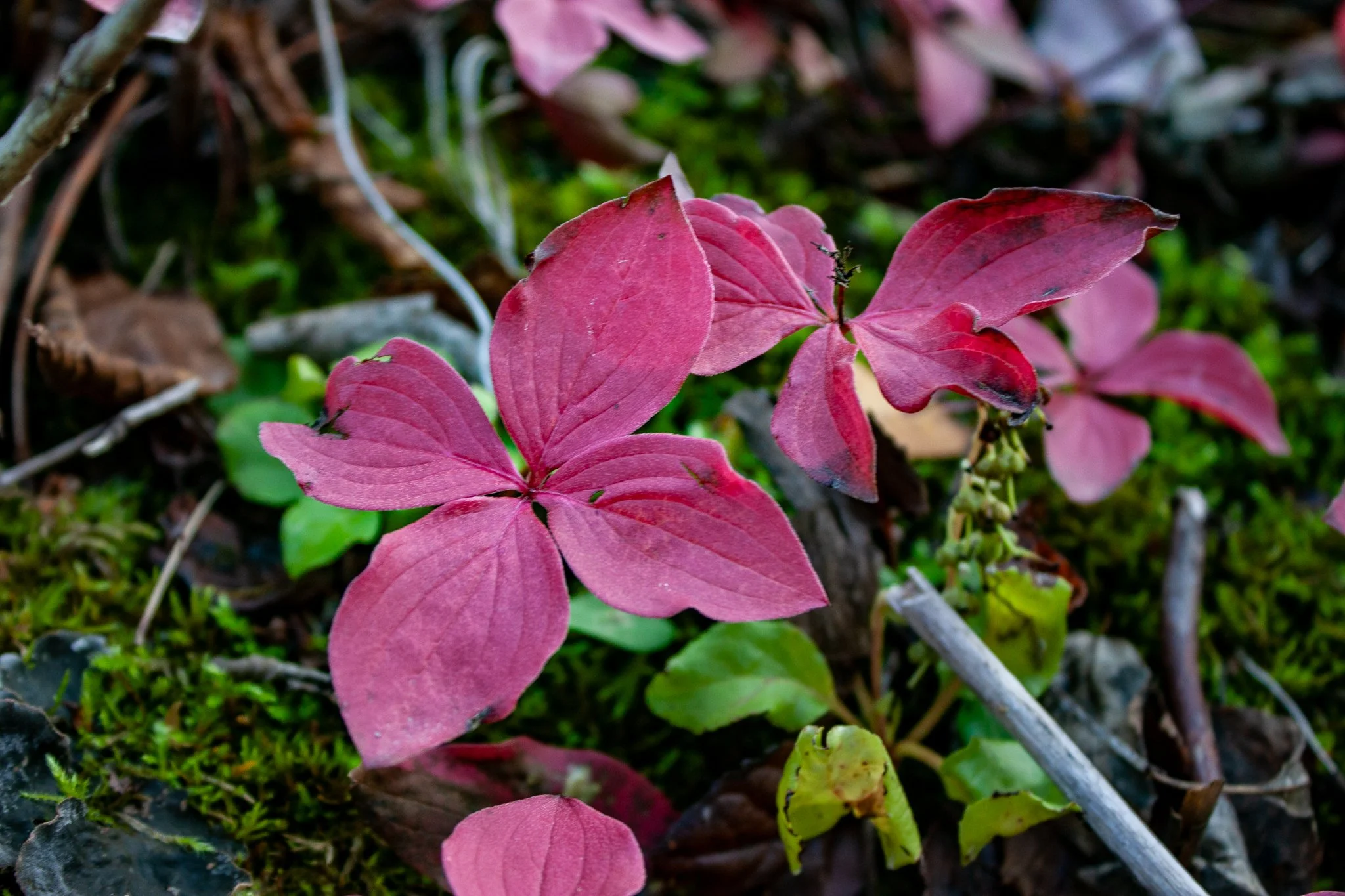 Canadian Bunchberry &amp; Dog Lichen
