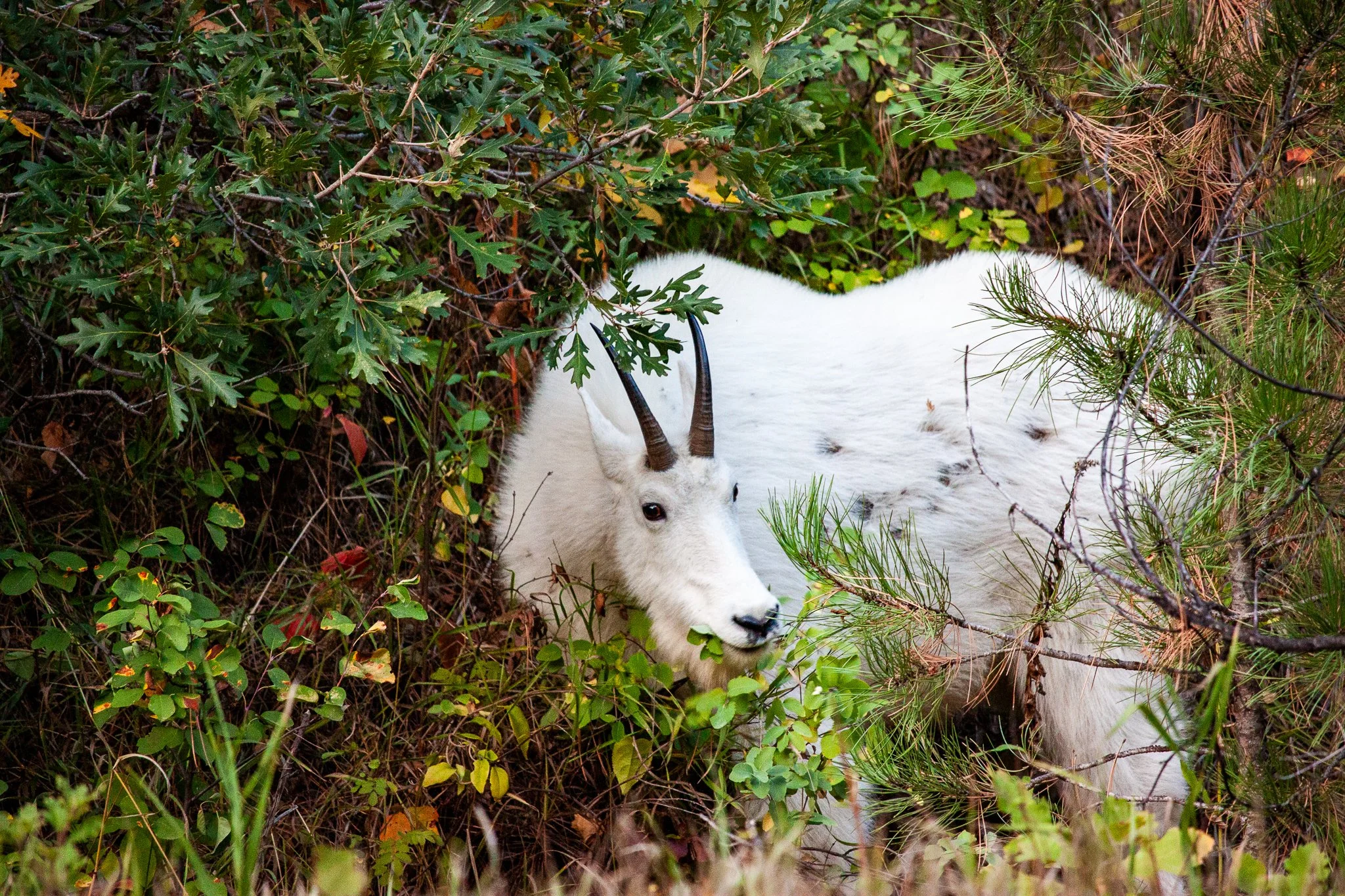 Mountain Goat