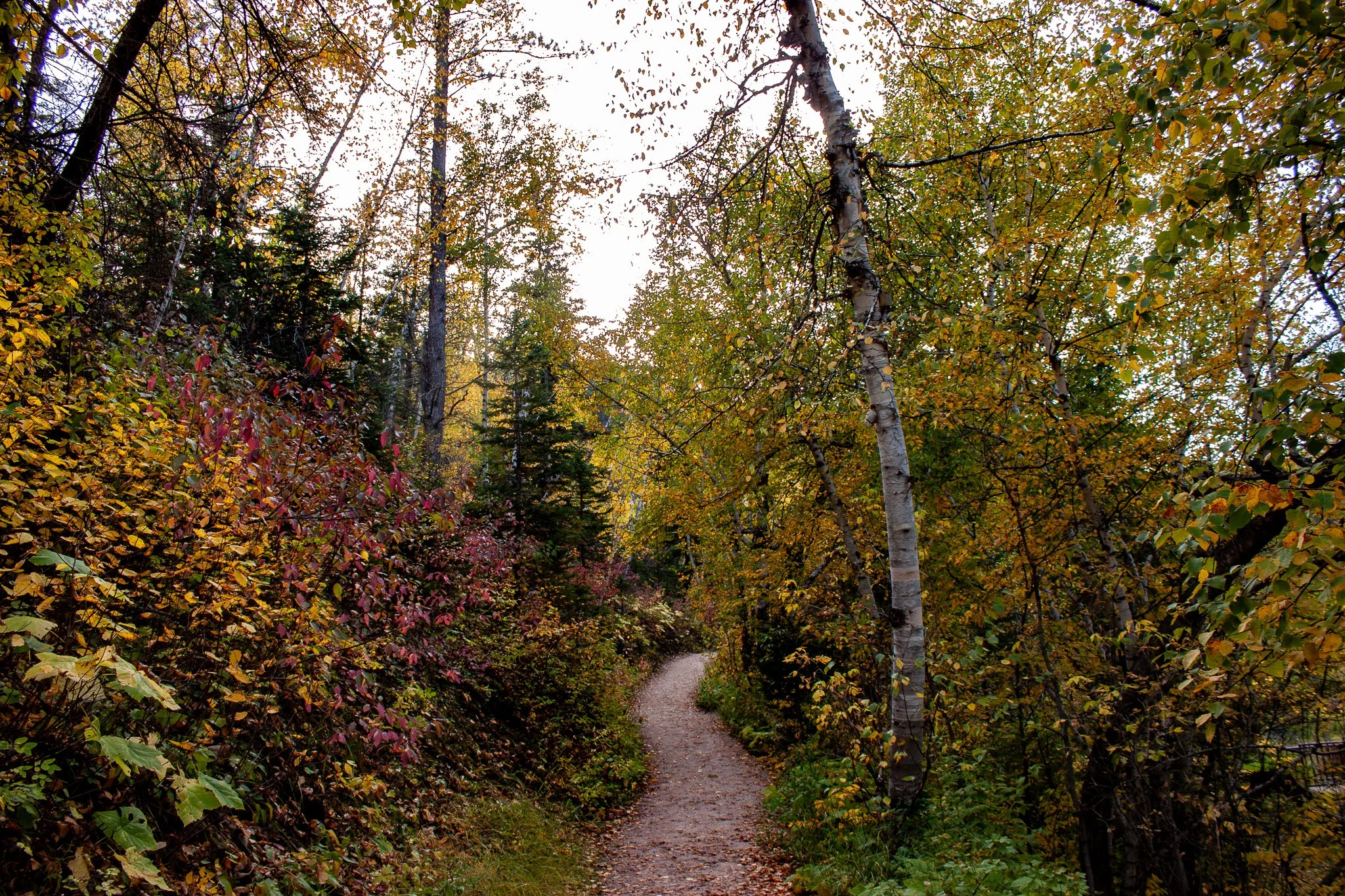 Roughlock Falls Trail