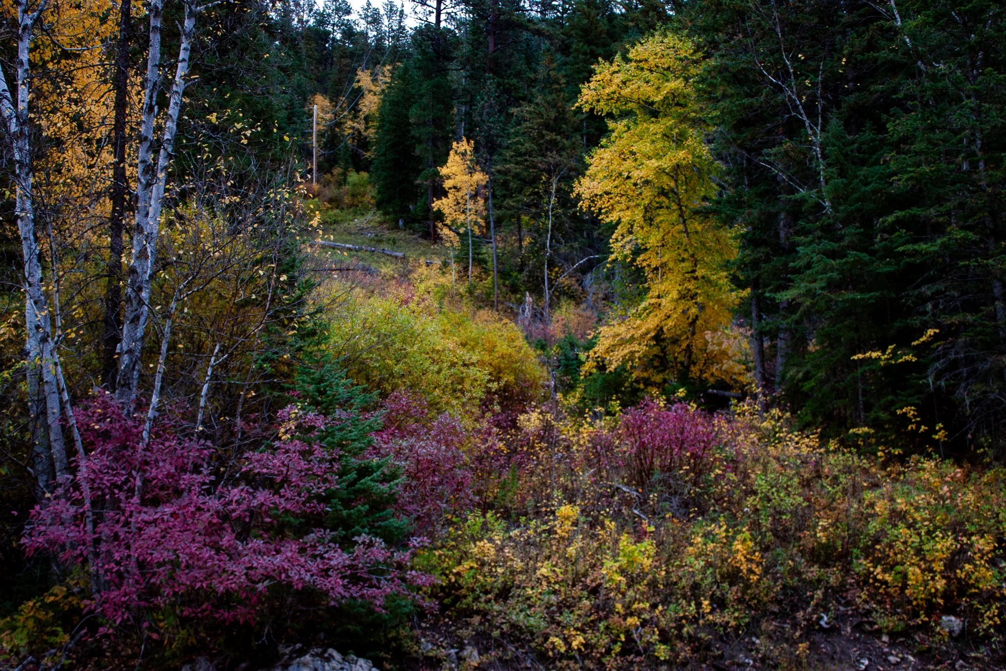 Dogwood and Aspens