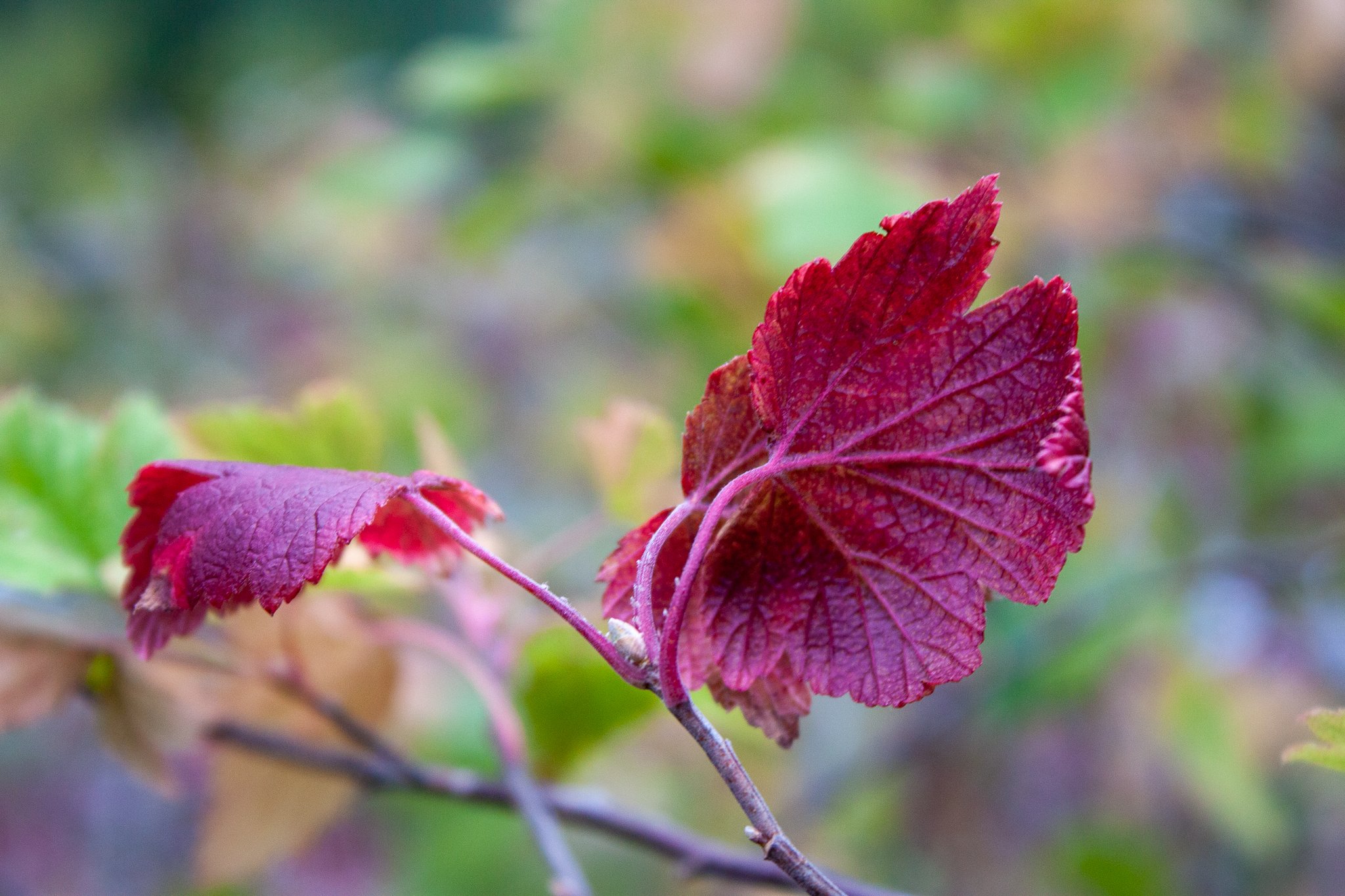 Golden Currant