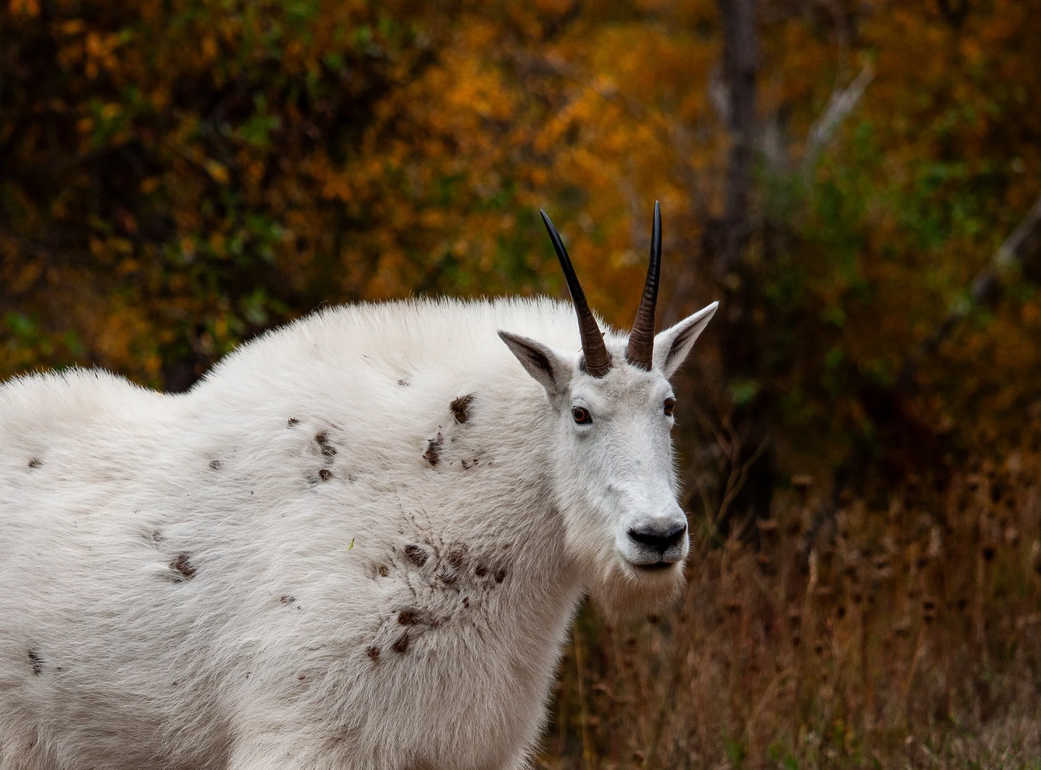 Mountain Goat
