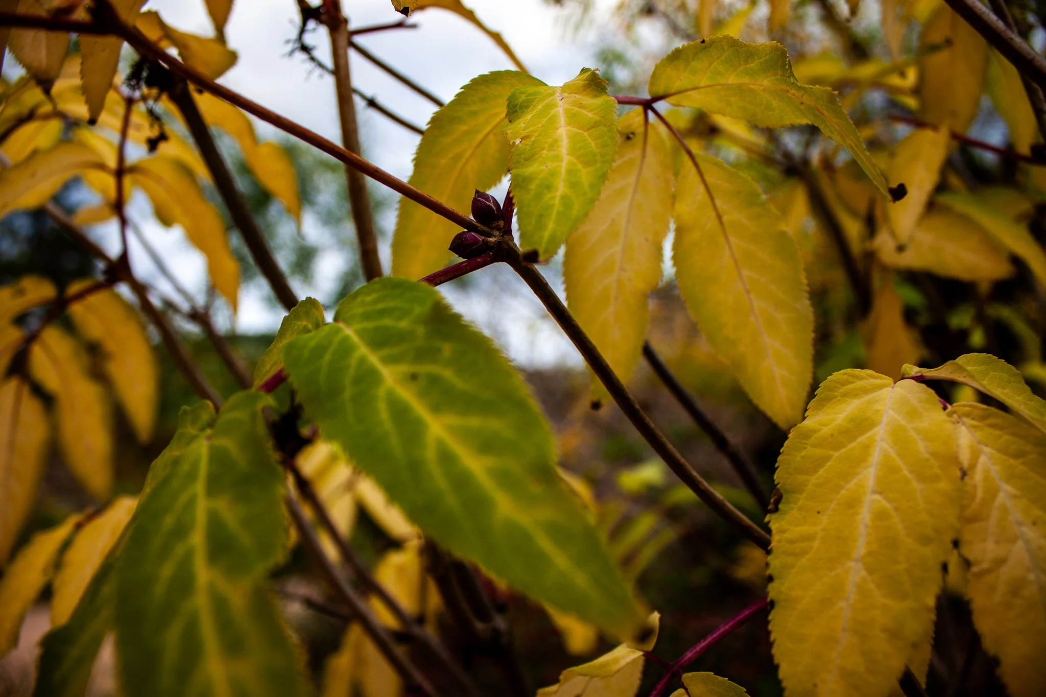 Red-Berried Elder