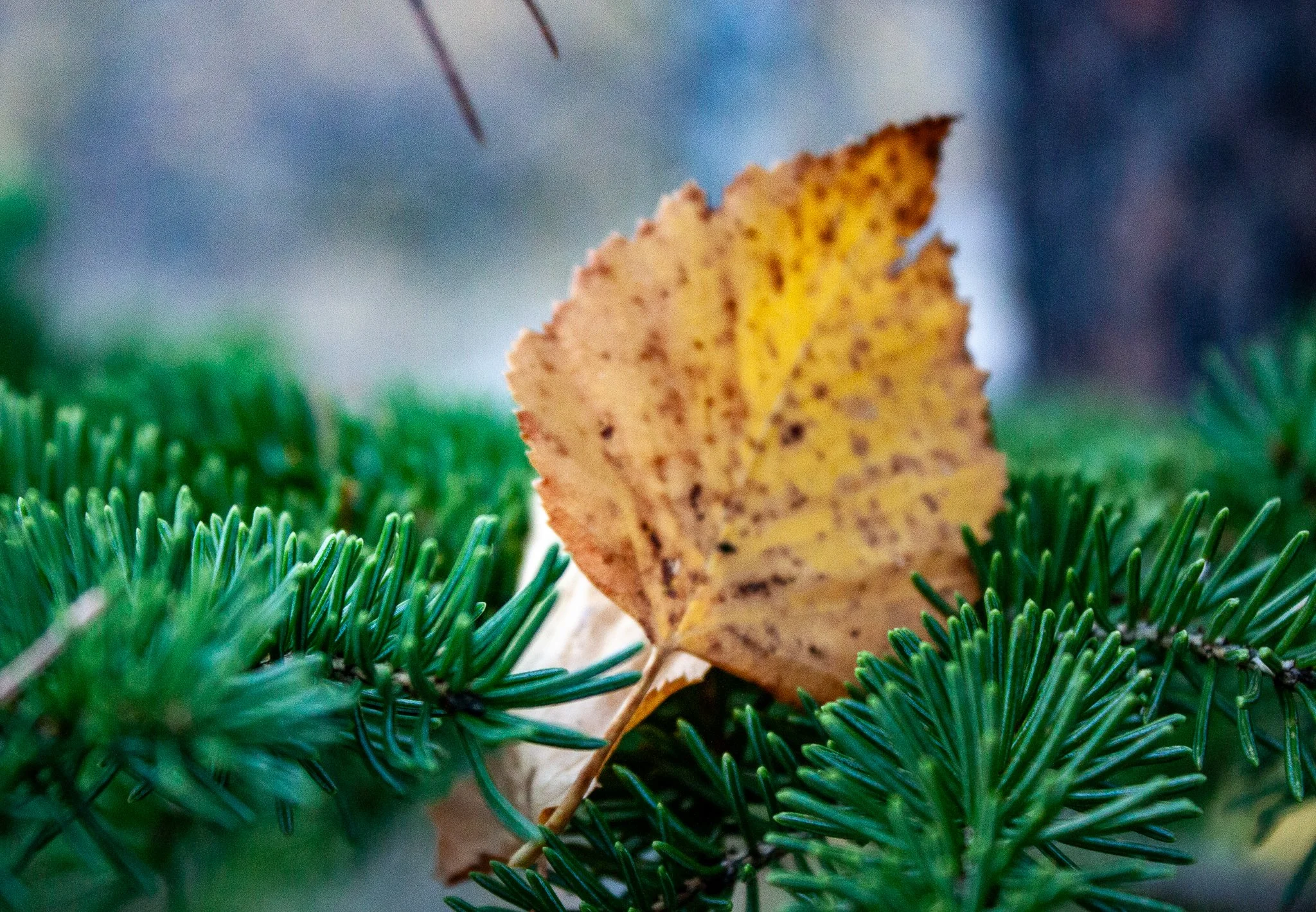 Birch Caught by Spruce