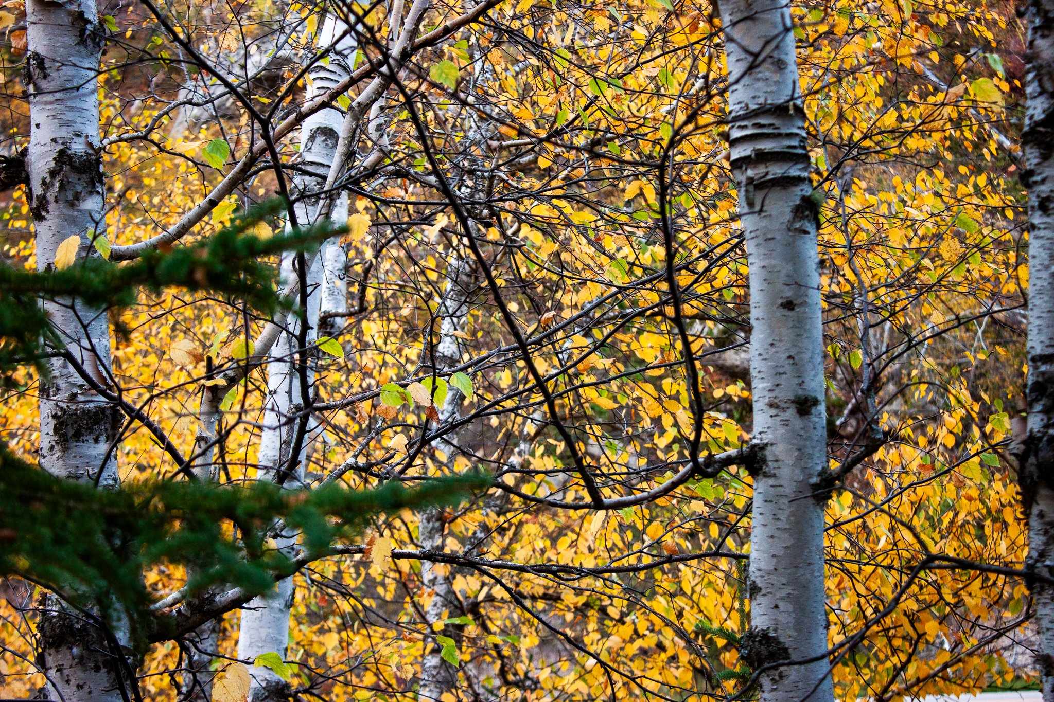 Birch Grove