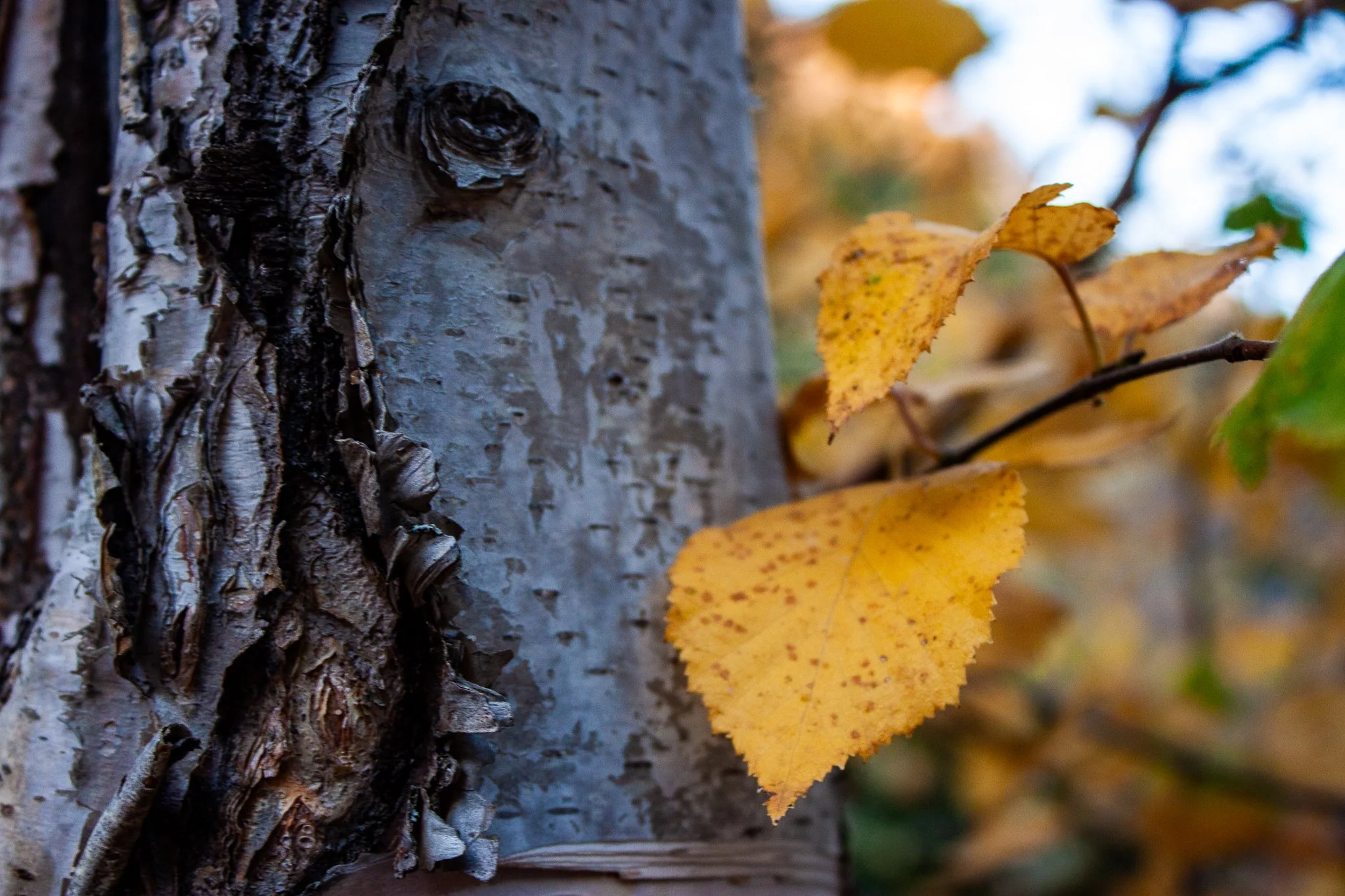 Birch