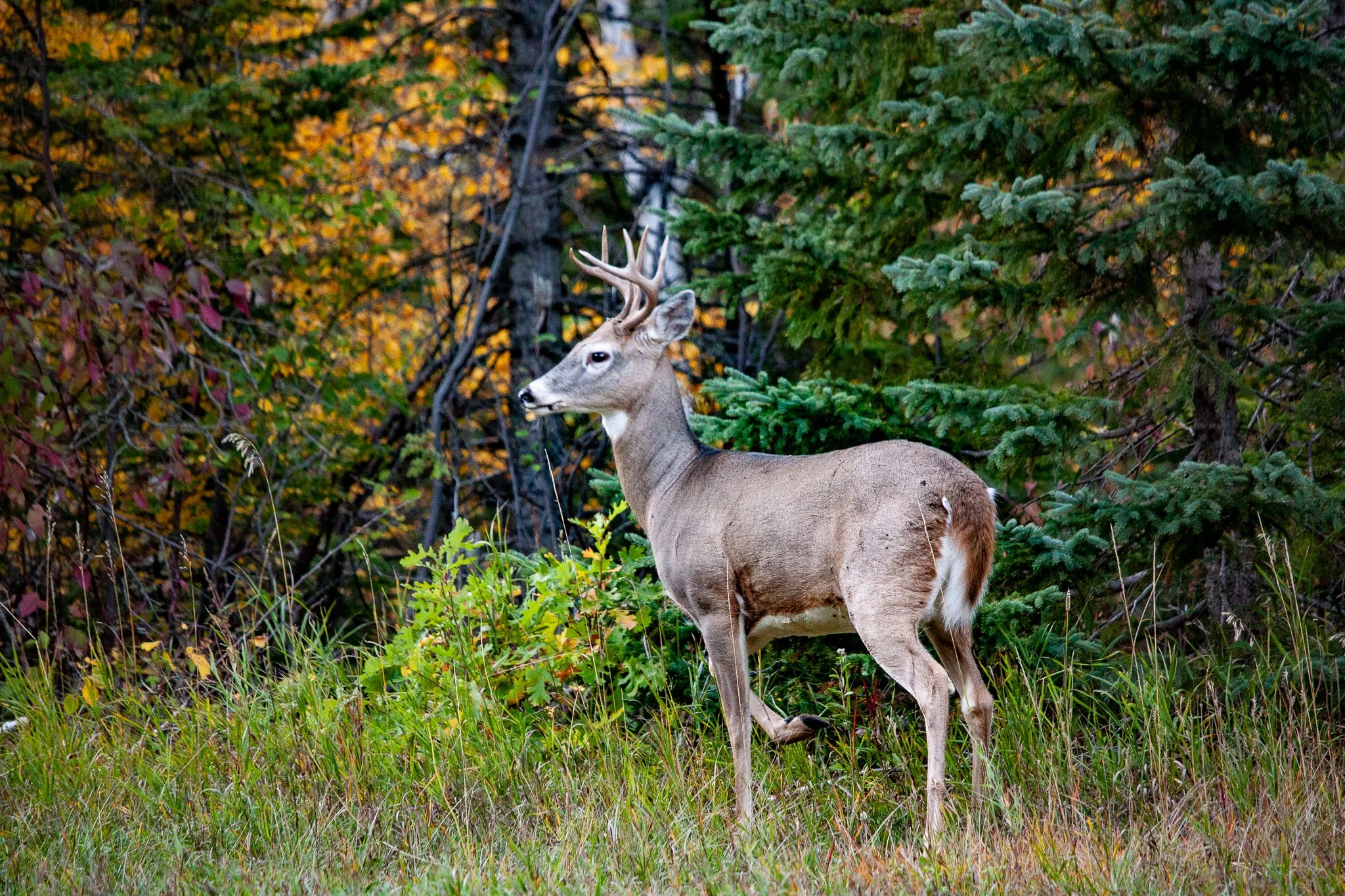 Buck near the Latchstring