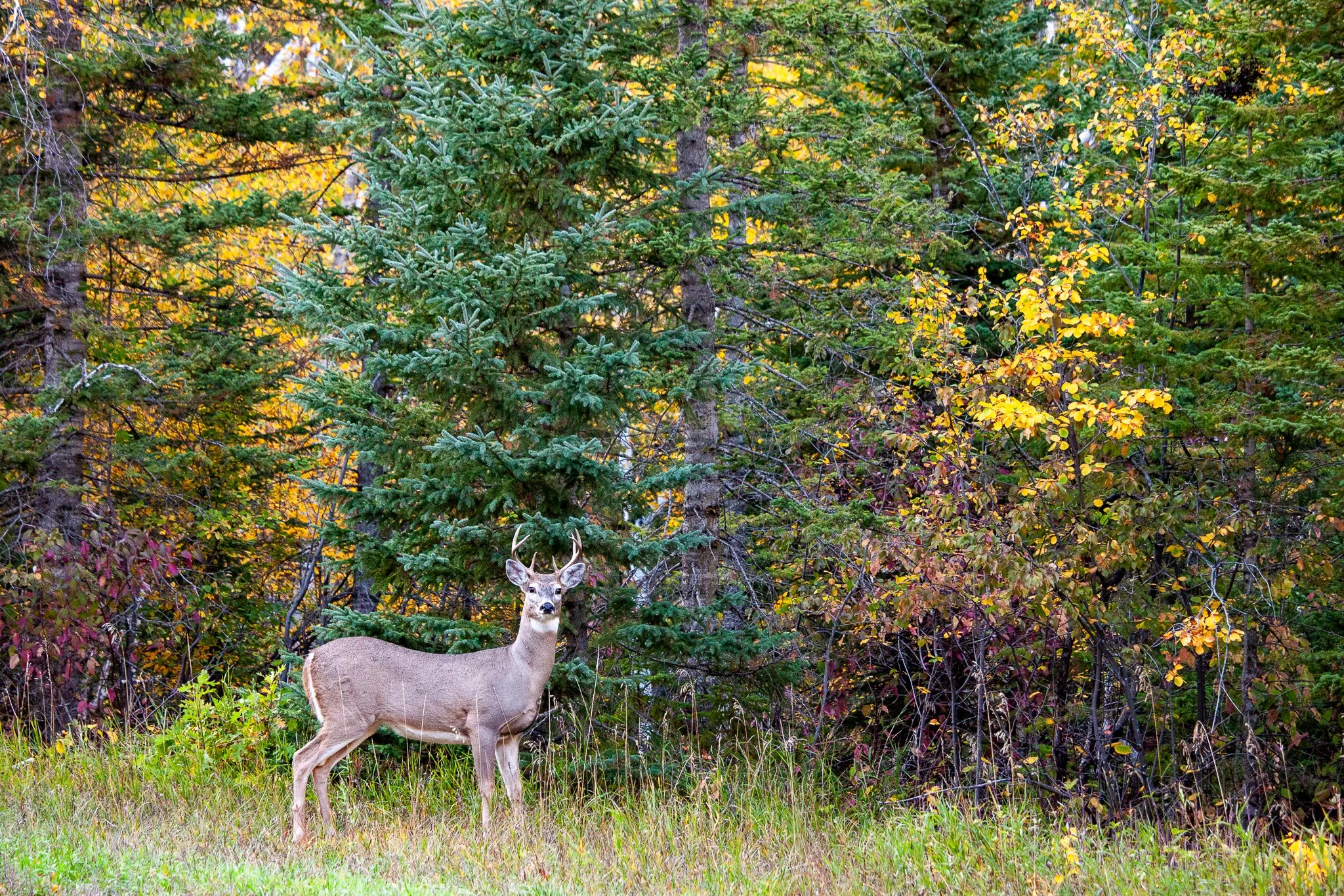Buck in Fall