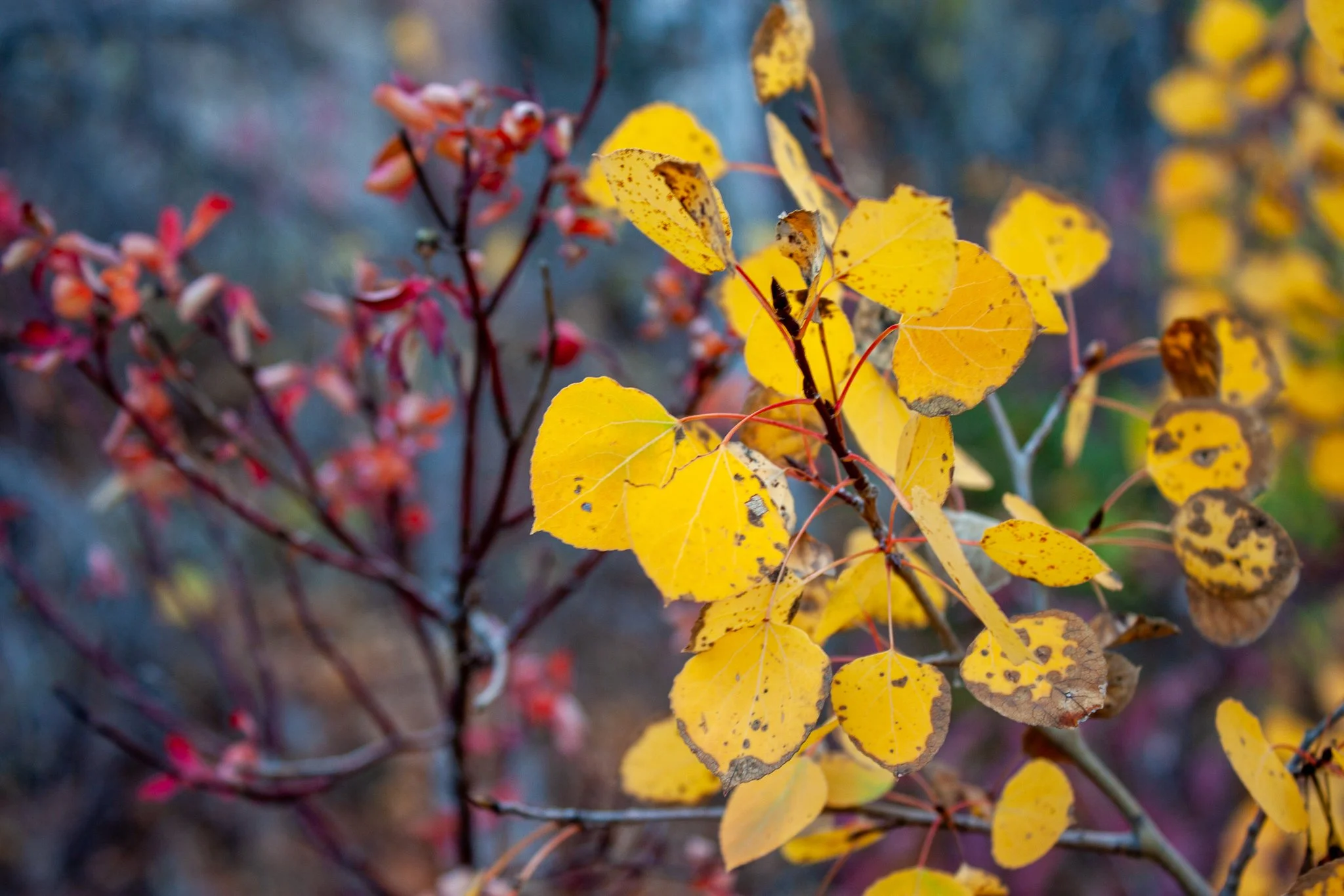 Quaking Aspen