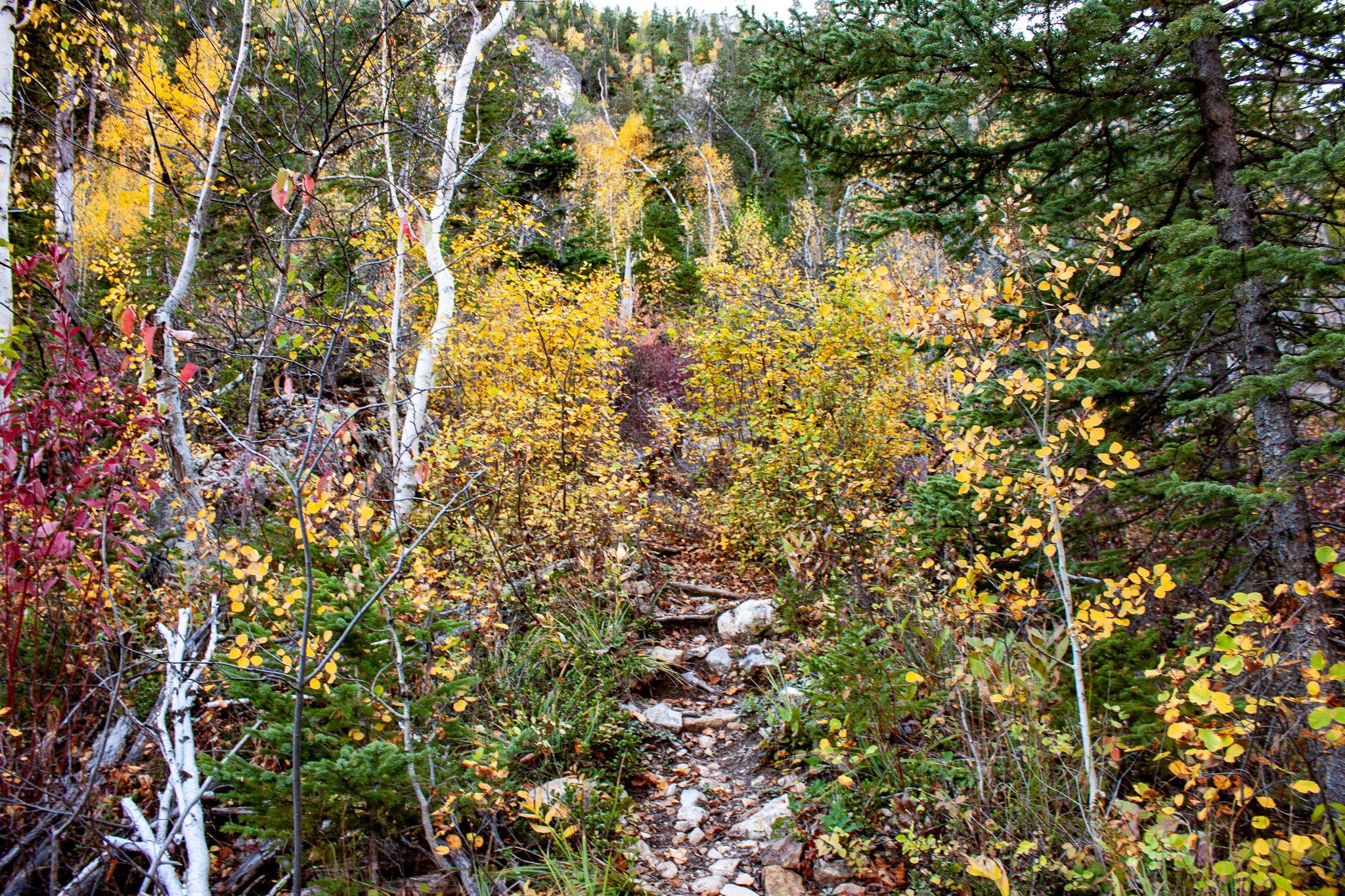 Spearfish Creek Nature Area