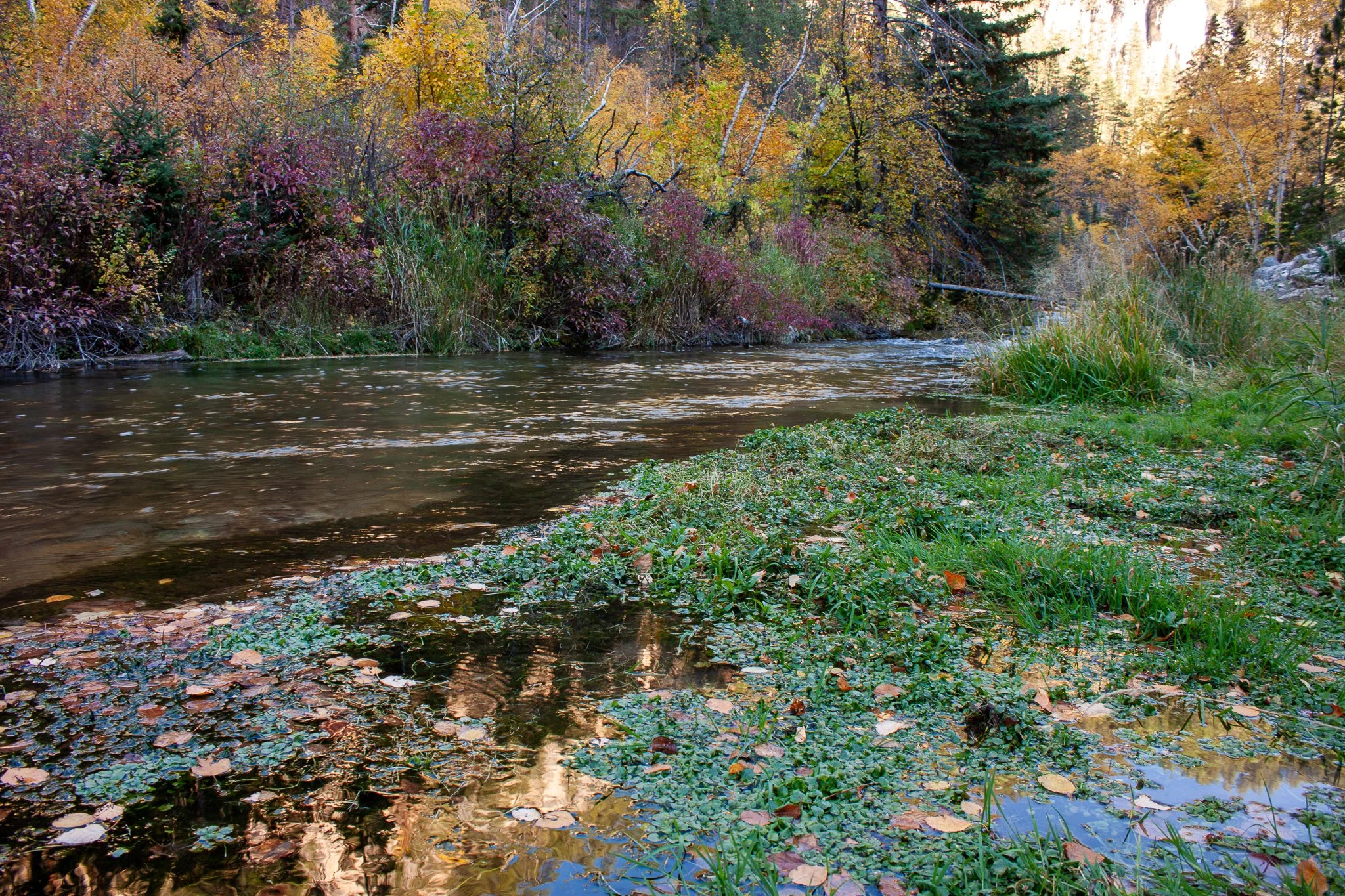 Leaf Drop in Spearfish Creek