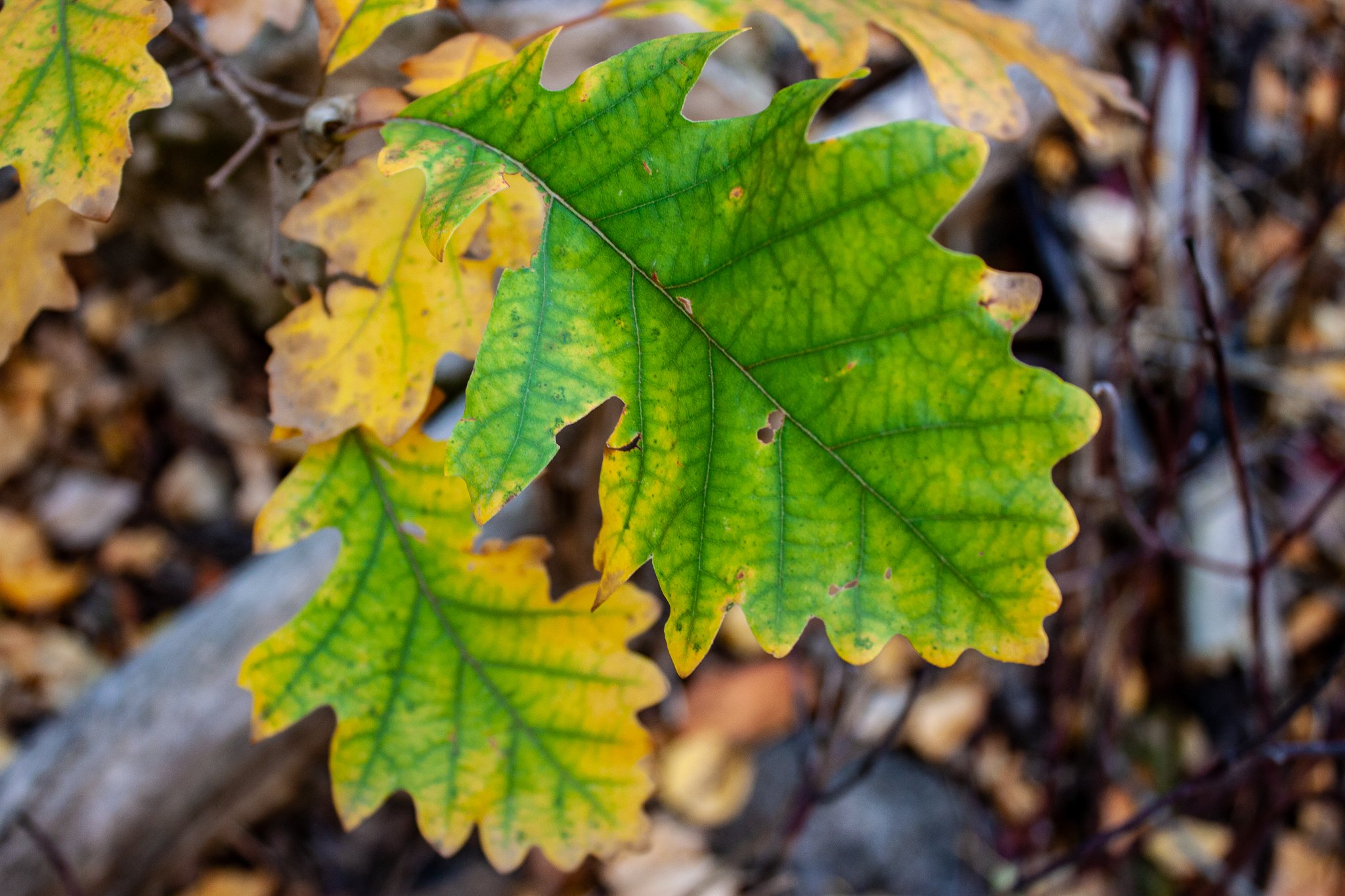 Oak Leaf