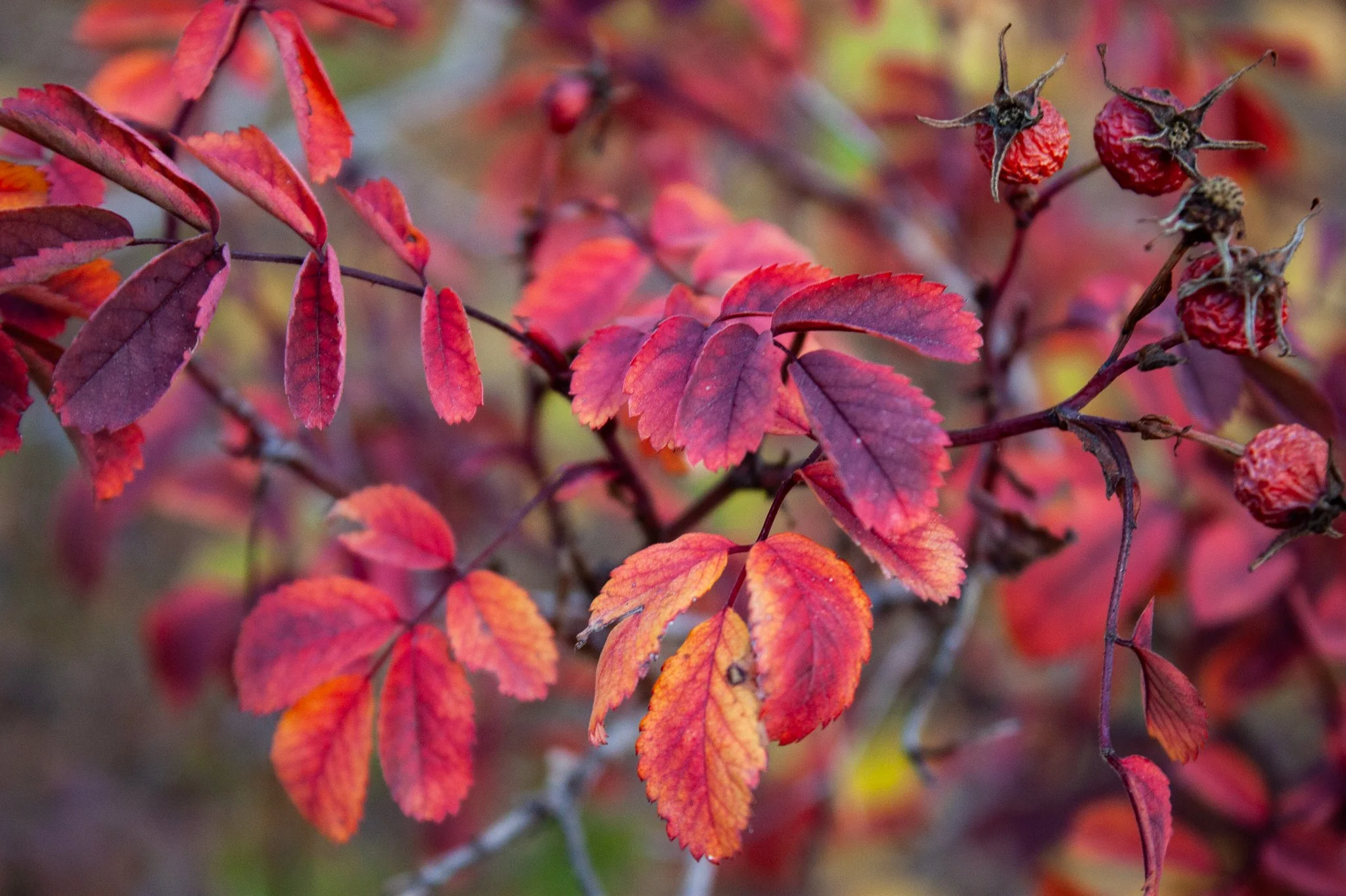 Rosehips
