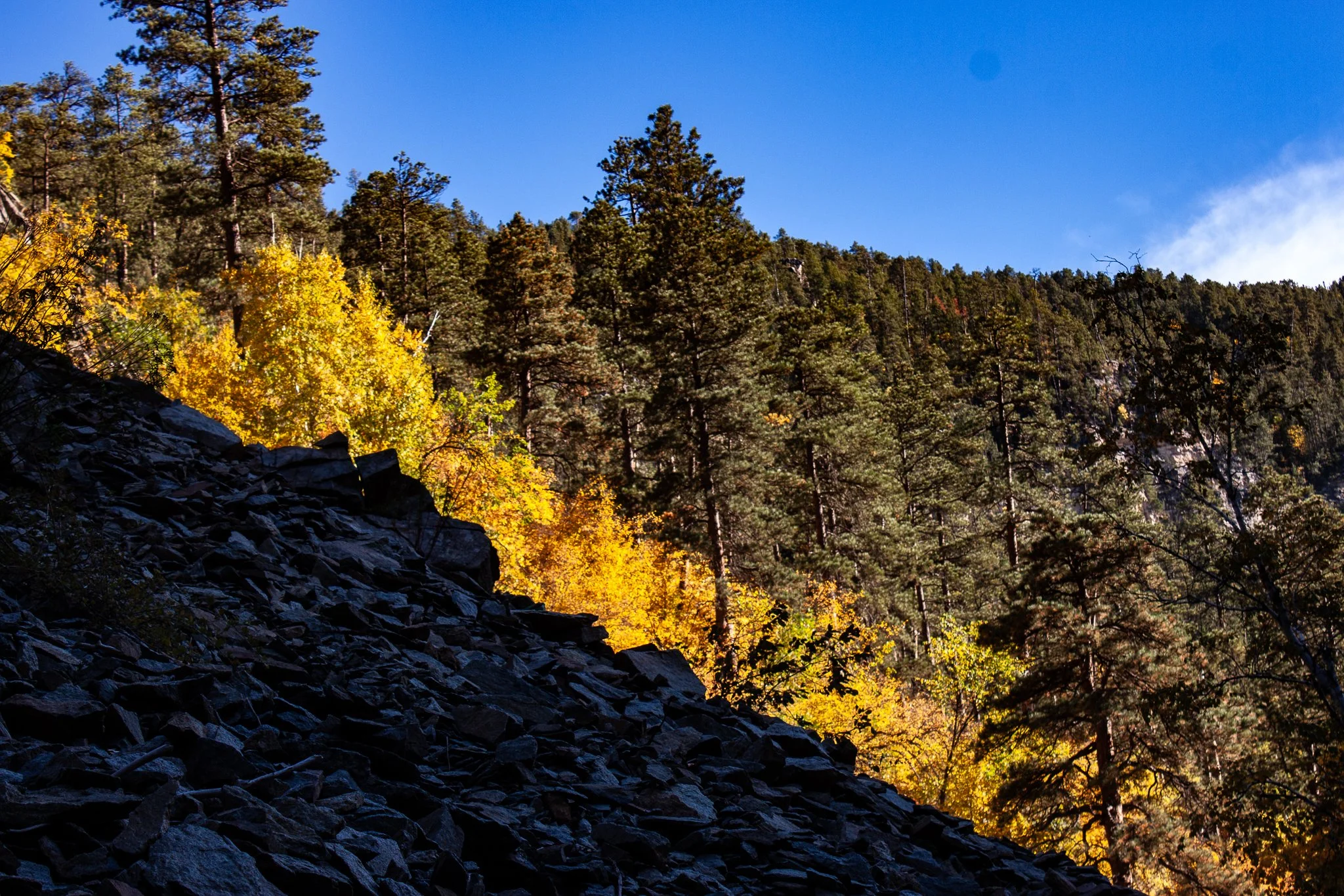 Volcanic Rock and Birch