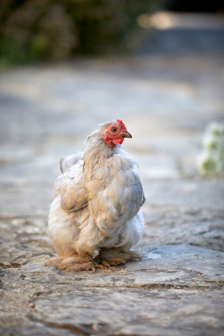 Happy Easter from all the Oxleaze team, including our fabulous brood of hens. 🐓🥚 🐣 

#easterday #happyeaster #hen #broodofhens #farmlife #oxleazefarm #oxleaze #cotswoldfarm #organicfarm