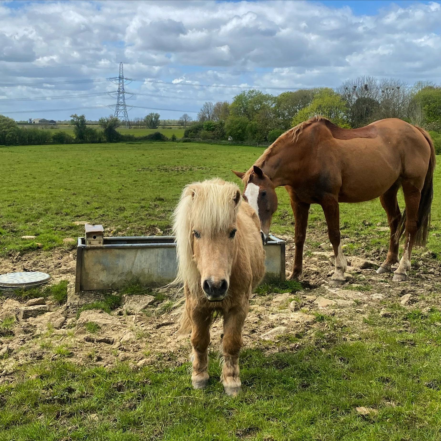 One last final plea from Totty and the team to vote for us as your best &lsquo;Event Venue&rsquo; in the Muddy Stiletto Awards Final. The link to vote is above in our bio. It means a great deal and we are super grateful x 🐴 🤎

#muddyawards2024 #inl