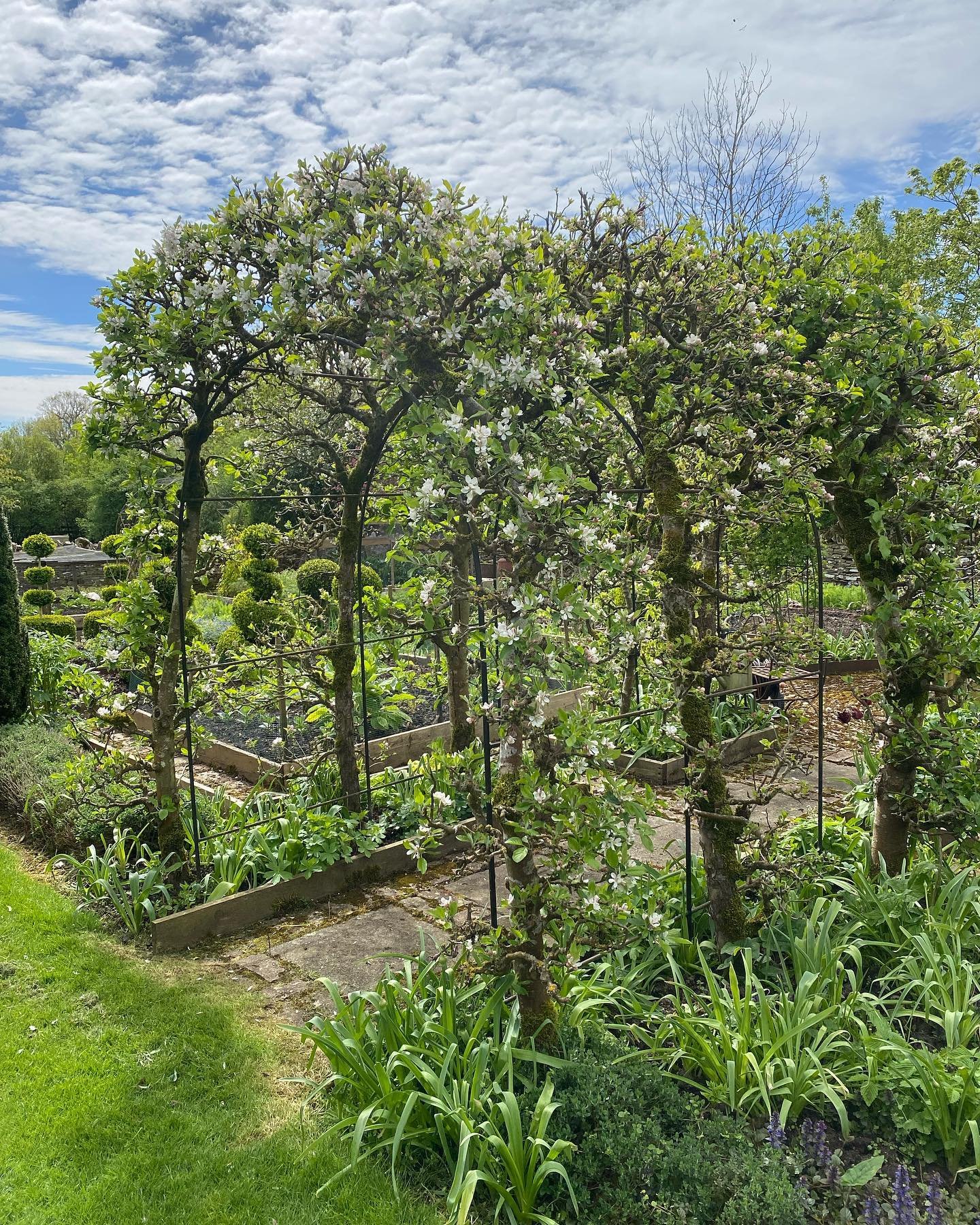 The apple blossom arch and the array of tulips signals the April awakening of the gardens.🌸🌷 

#april #appleblossom #archway #cotswoldgarden #aprilblossom #tulips #countrygarden #weddingphotography #weddingvenue #springwedding #springday #awardwinn