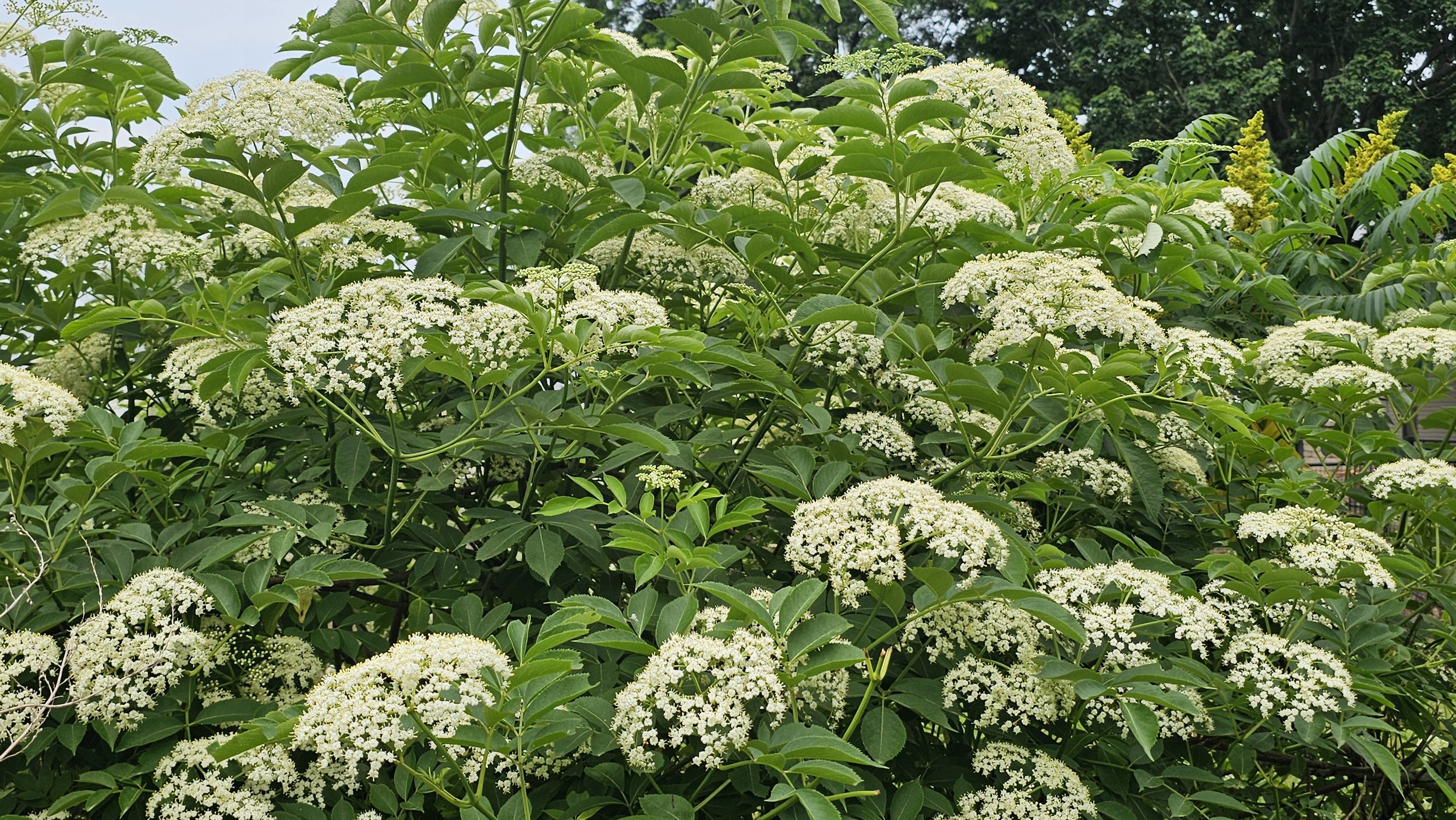 Northeastern Native Elderberry Plants in Full Bloom: A Spectacular Sight