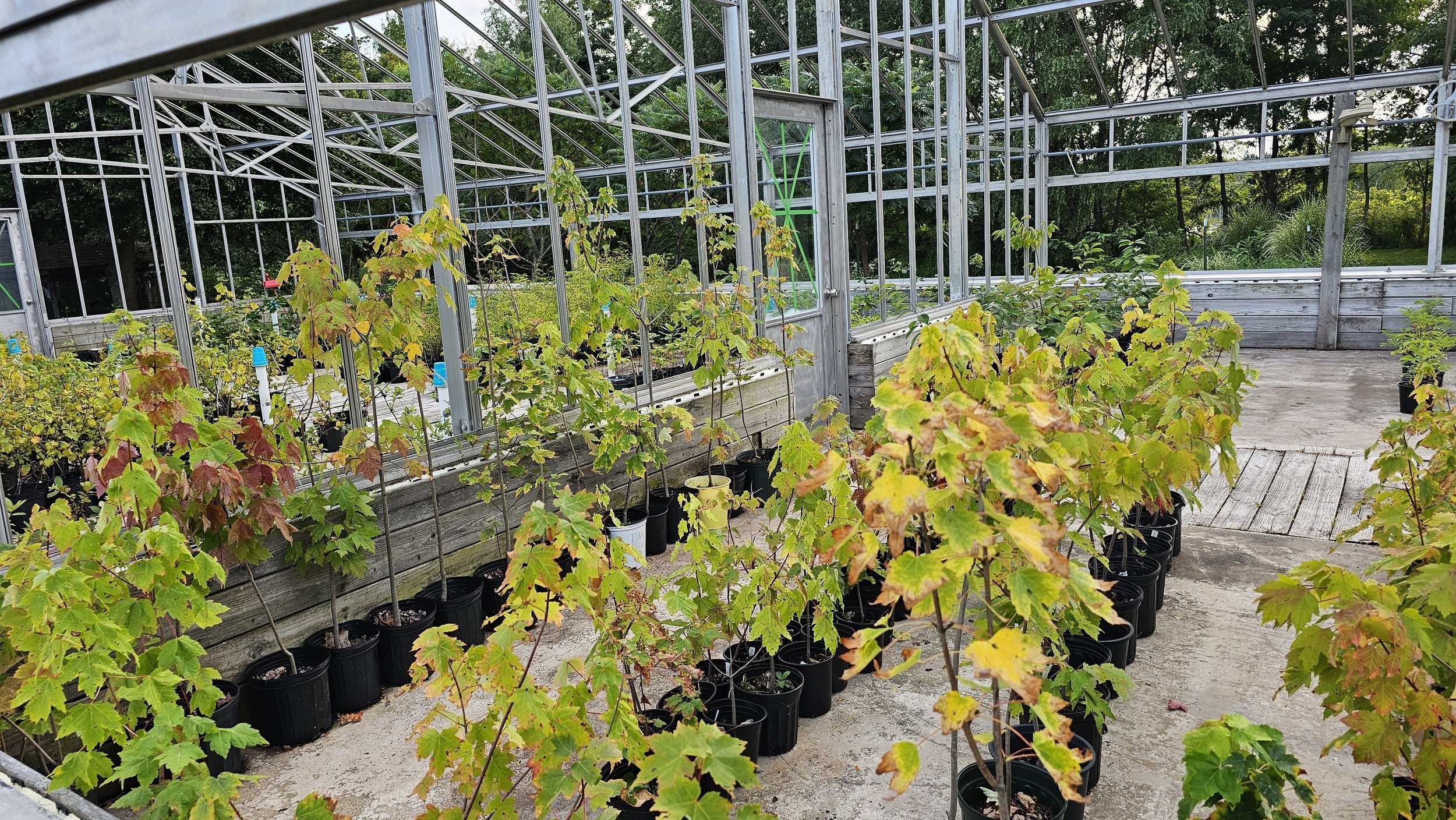 Rows of potted young trees and shrubs for sale inside the greenhouse nursery