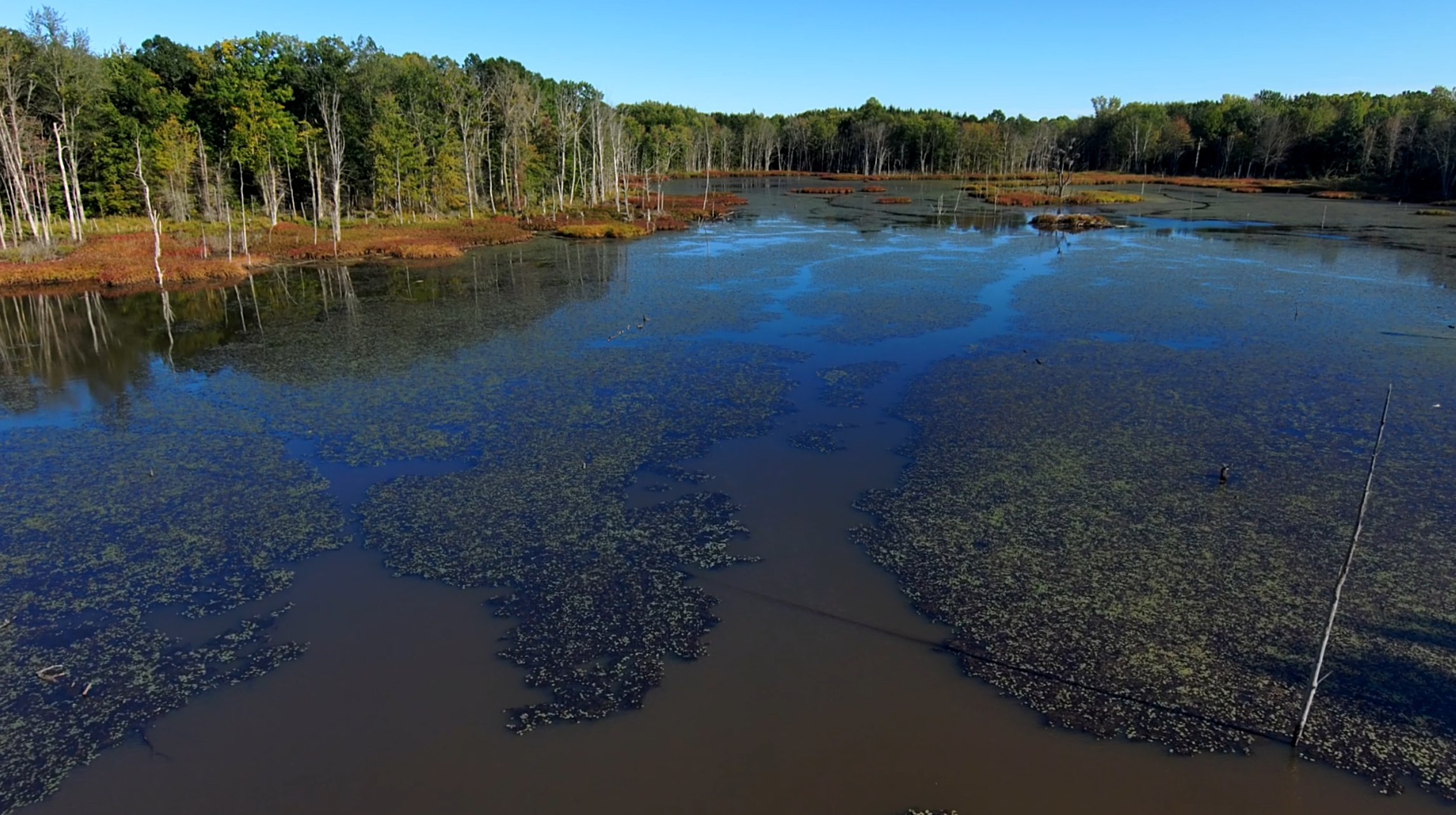 Wetland pond with standing dead trees and floating plants under a clear blue sky