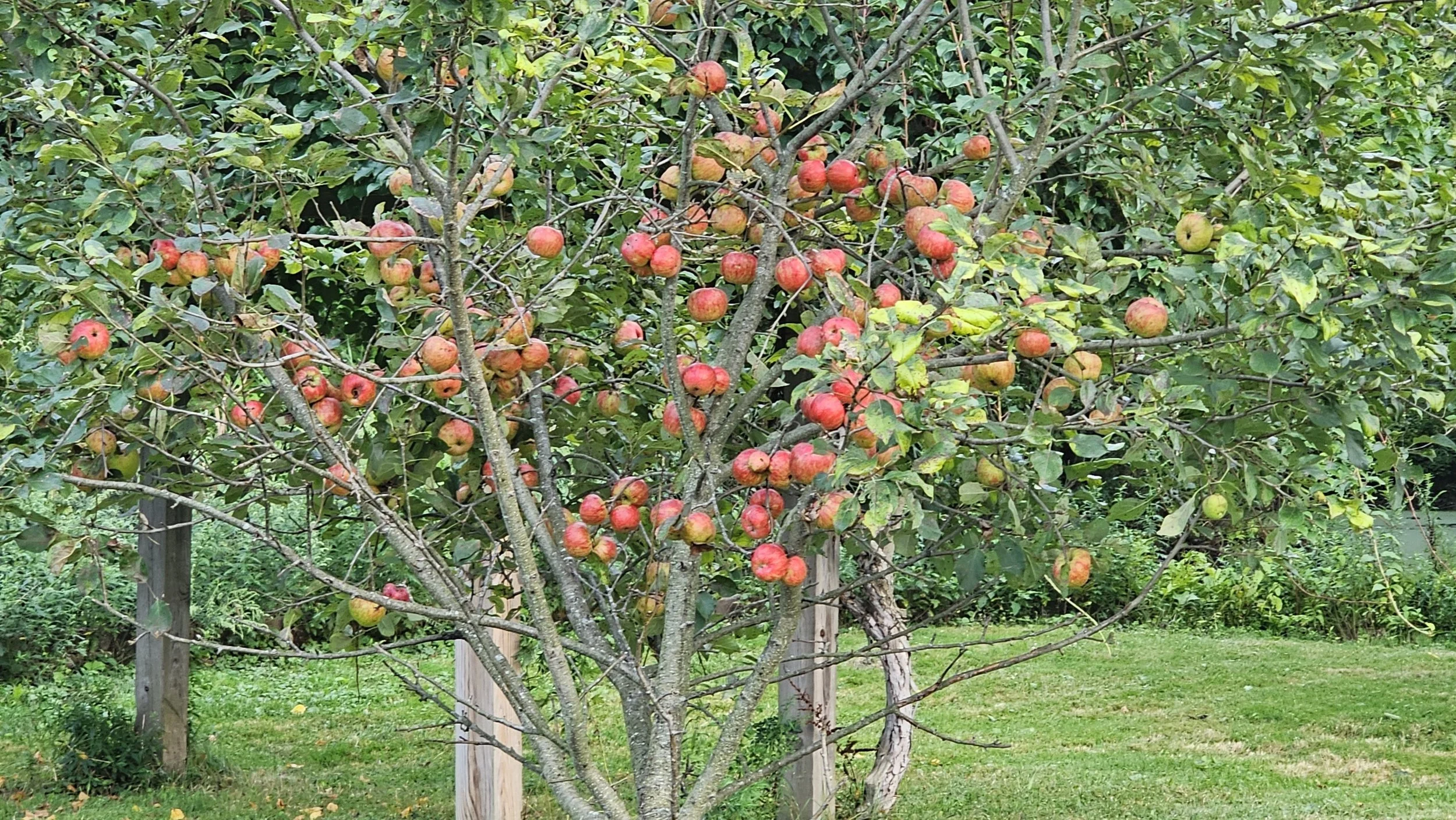 Apple tree loaded with ripe red apples, its branches propped up with wooden posts