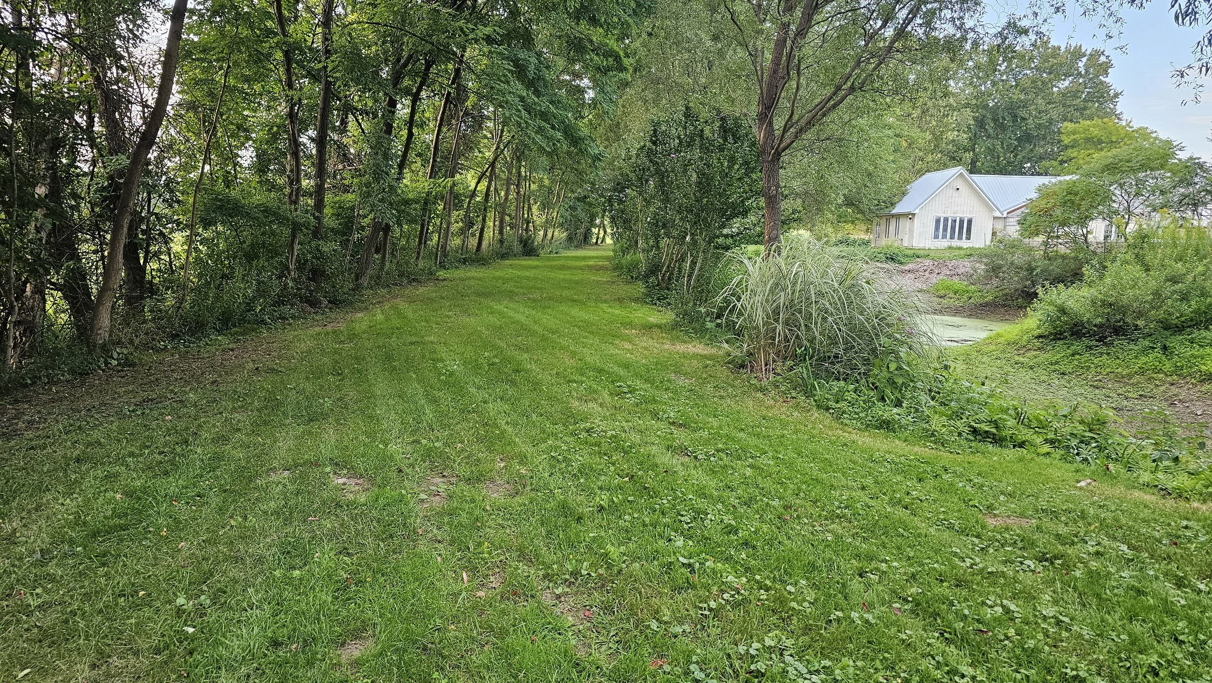 Wide mown grass trail curving along the edge of the woods