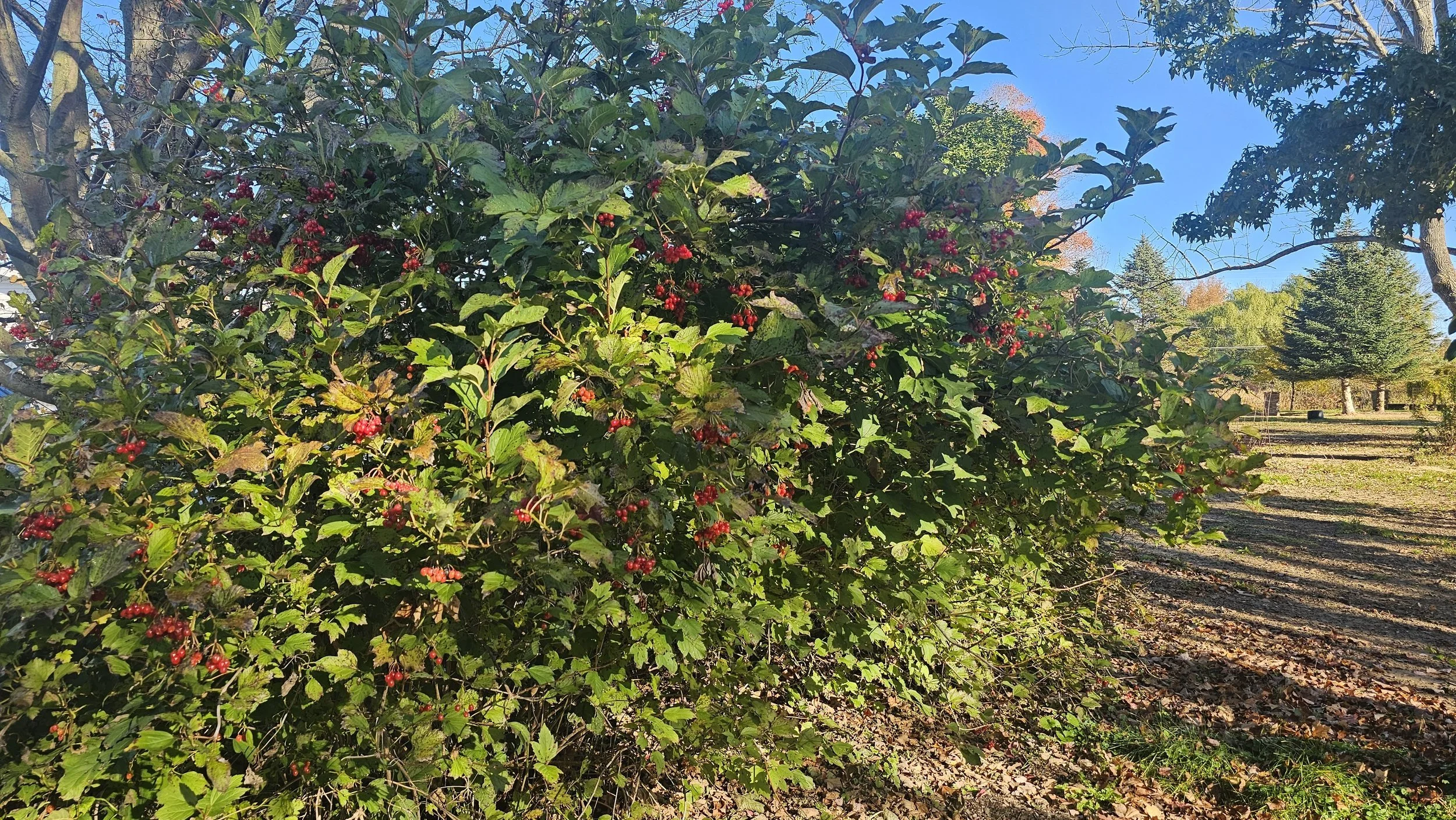 Highbush cranberry hedge loaded with bright red berries beside a sunny woodland path