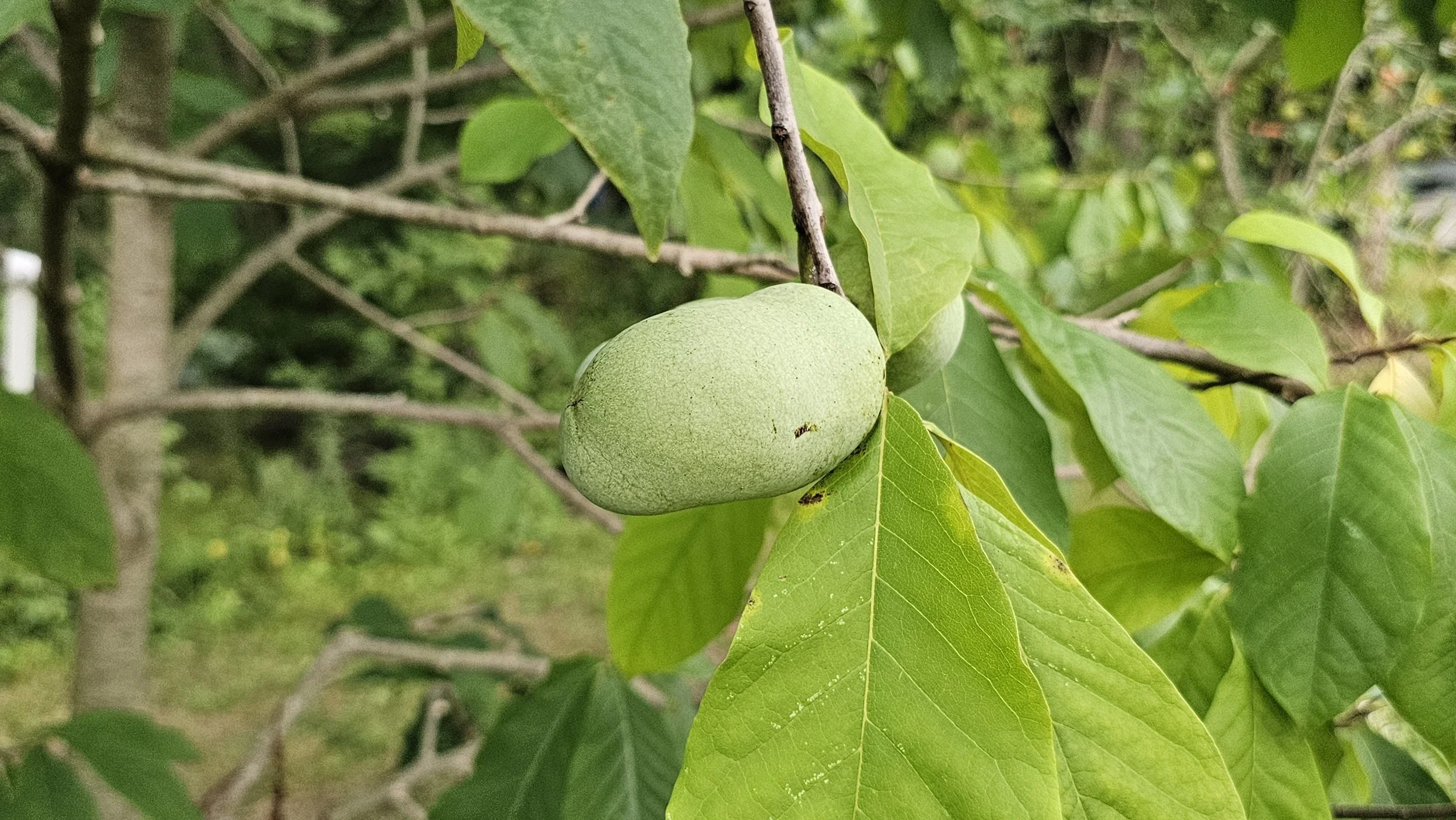 Green pawpaw fruit hanging among large leaves on a pawpaw tree