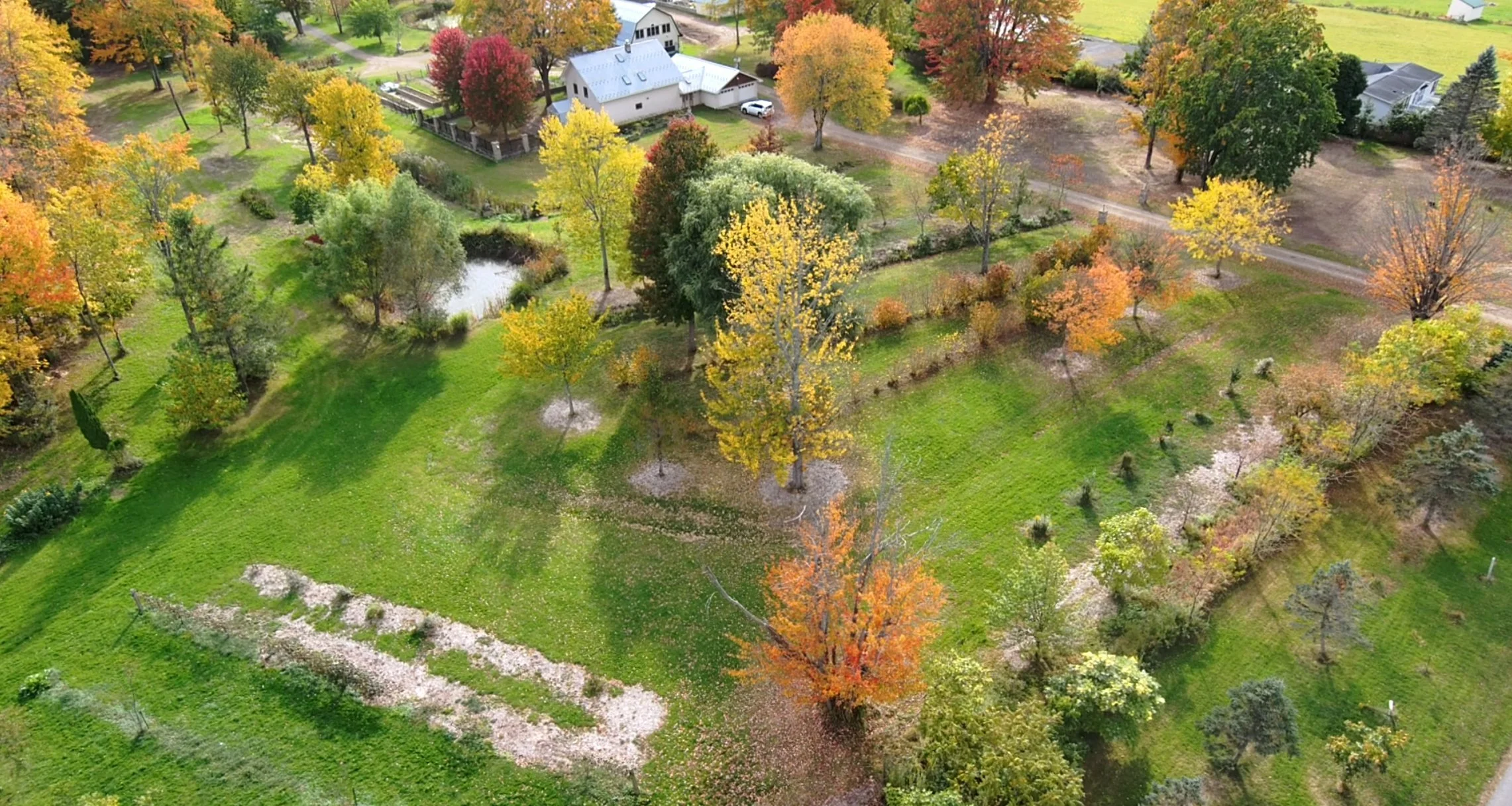 Aerial view of the food forest in autumn, with young fruit and nut trees in rows along the swales and a small pond