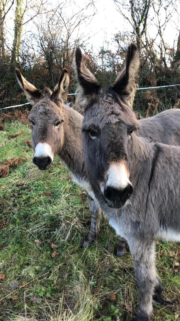 Hoatie & Fern live in our field