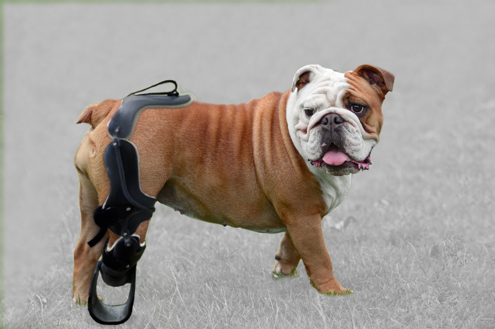 Model-T: 3-Point Prosthetic System