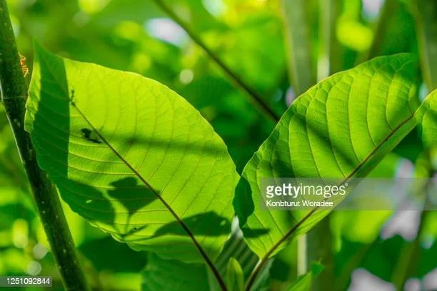 A Beginner's Guide to Kratom: What You Need to Know