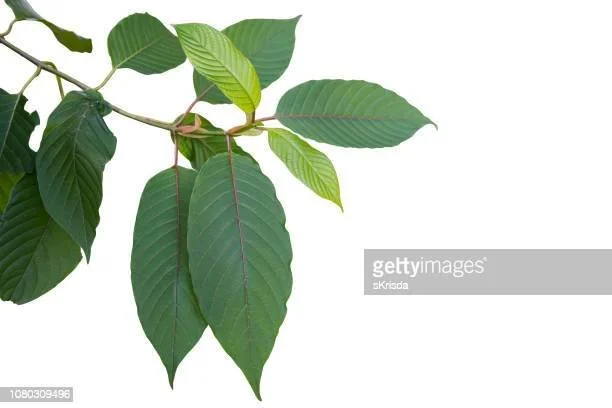 Kratom: A Brief History of a Natural Remedy