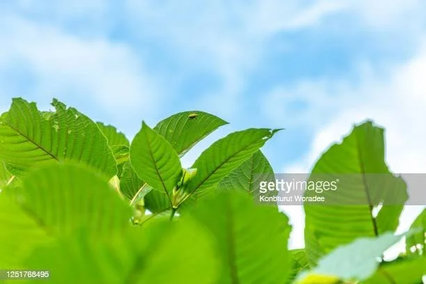 Kratom and Chronic Pain Management: Understanding the Potential Benefits