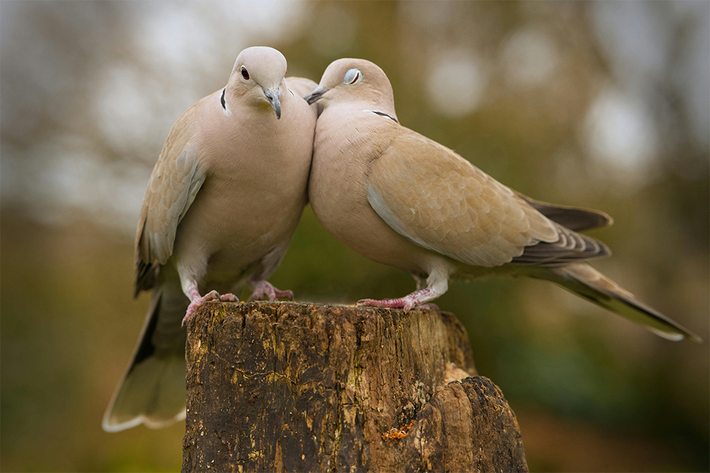 doves.png