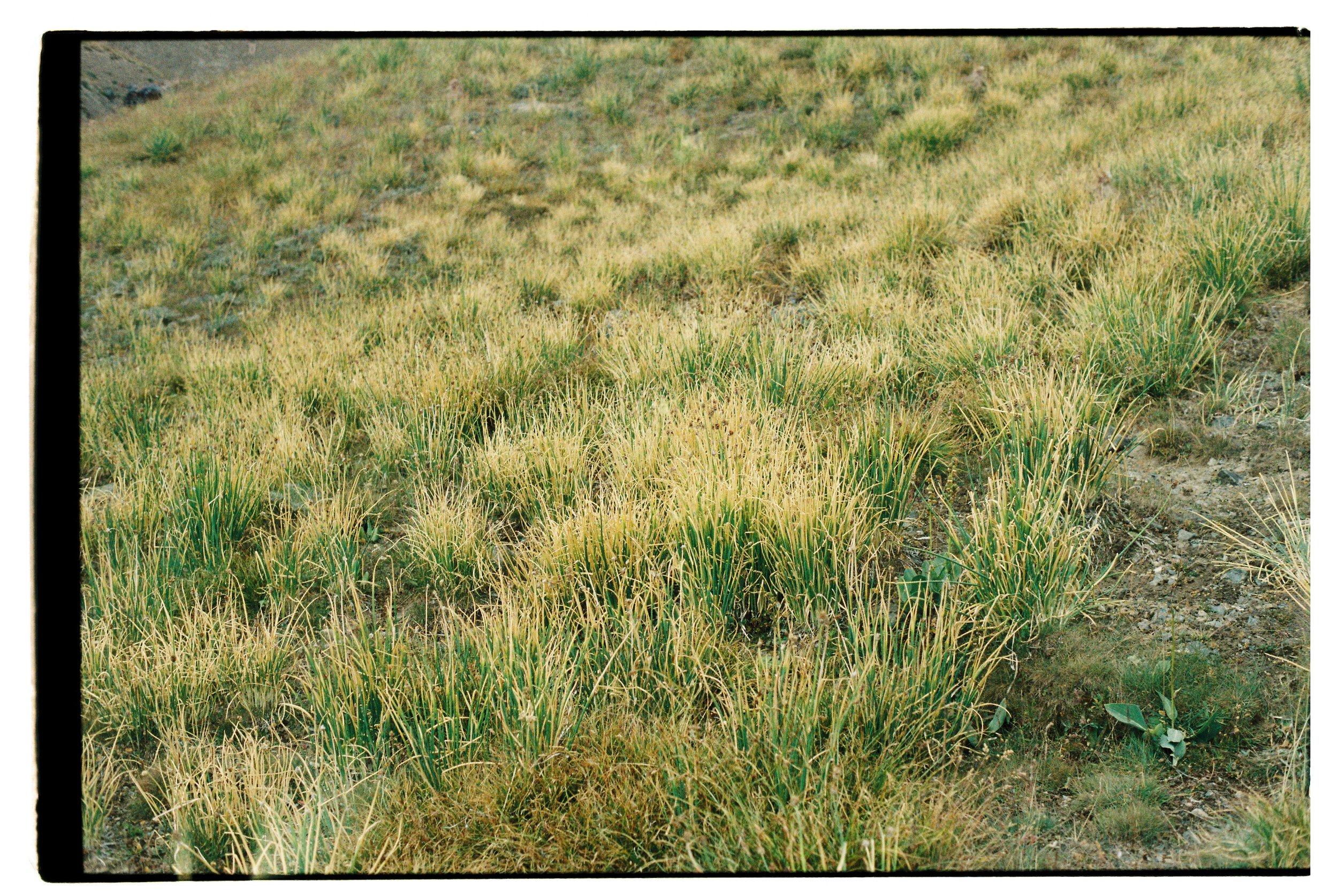 Sami Sauri-8.jpg