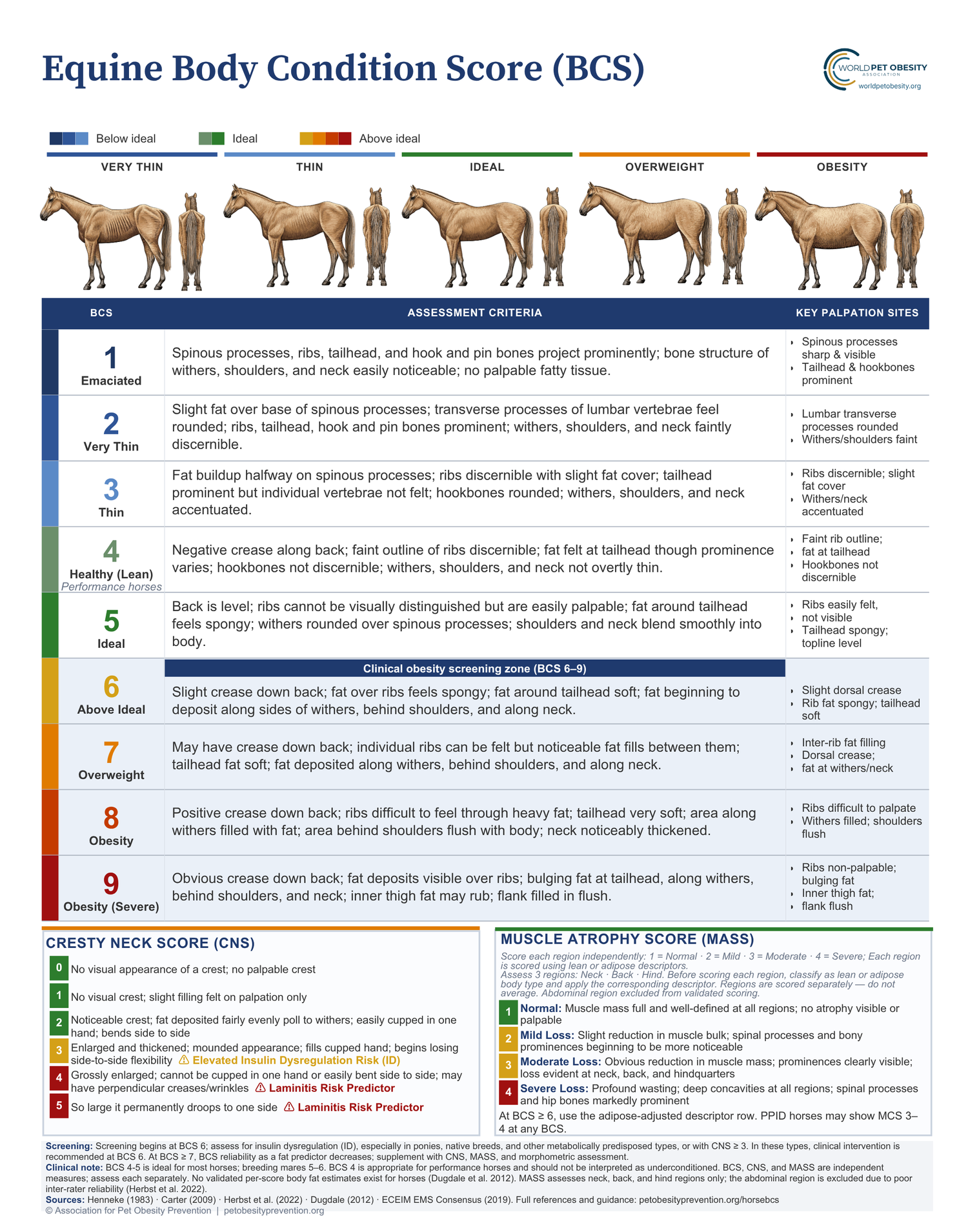 APOP nine-point clinical body condition score chart for horses, with Cresty Neck Score and Muscle Atrophy Score