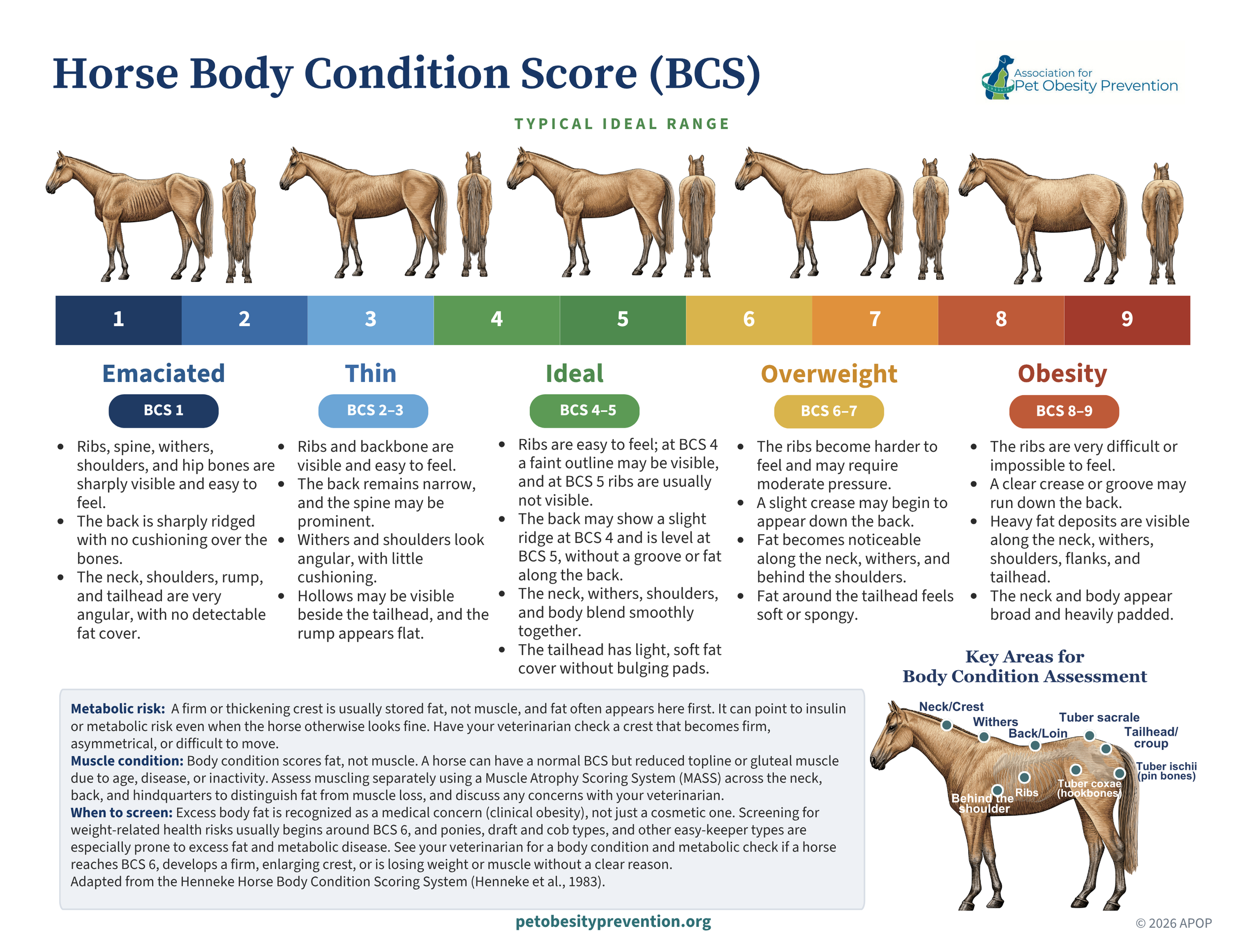 A chart titled 'Horse Body Condition Score (BCS)' depicting a range of 1 to 9, with images of a horse illustrating each score from emaciated to obese. The chart highlights the typical ideal score range of 4-5 and includes explanatory text about assessing horse body condition.