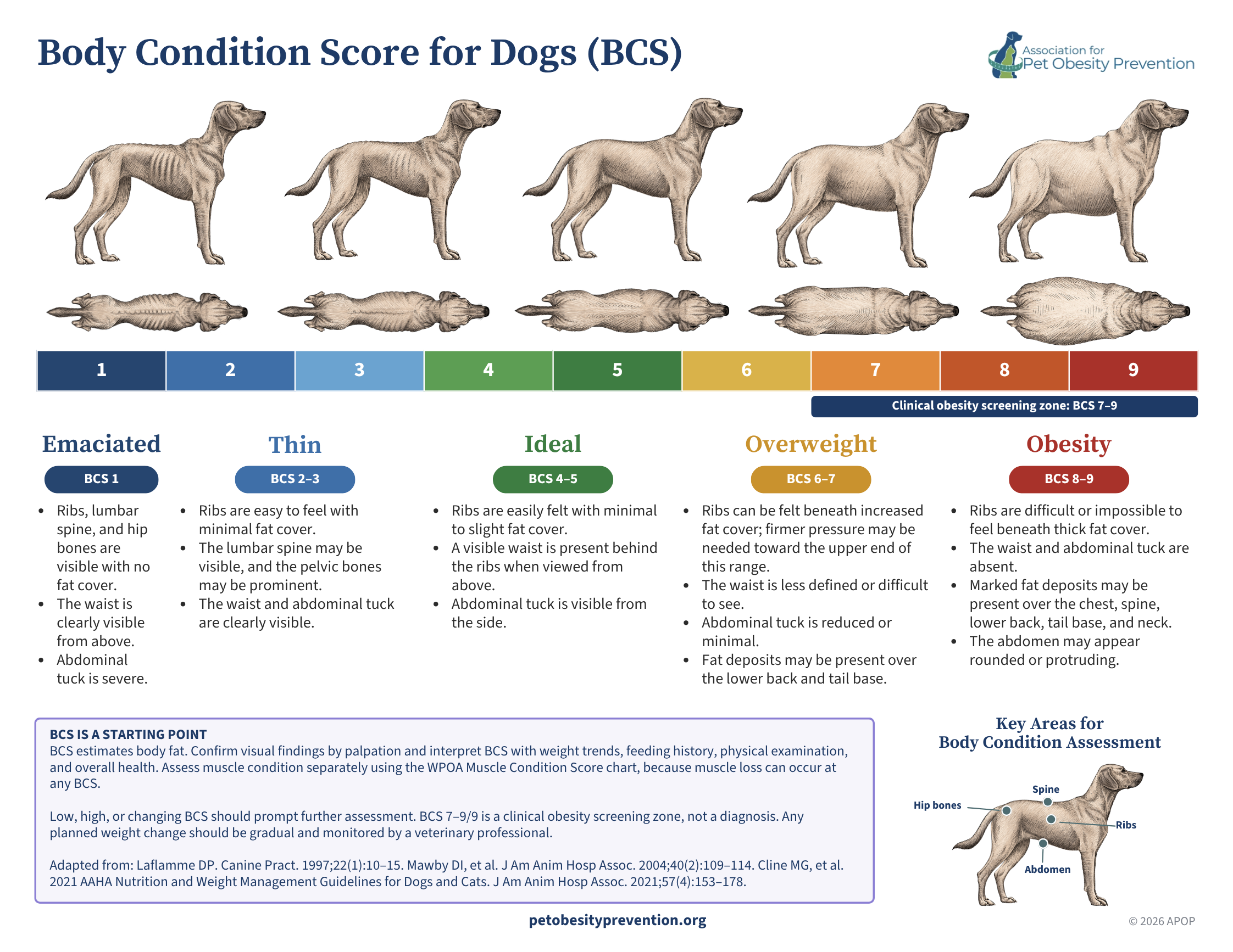 Chart depicting body condition scores for dogs, ranging from emaciated to obese, with illustrated dog images showing various body shapes and fat deposits. The chart includes color-coded score ranges and descriptions of physical features for each score.